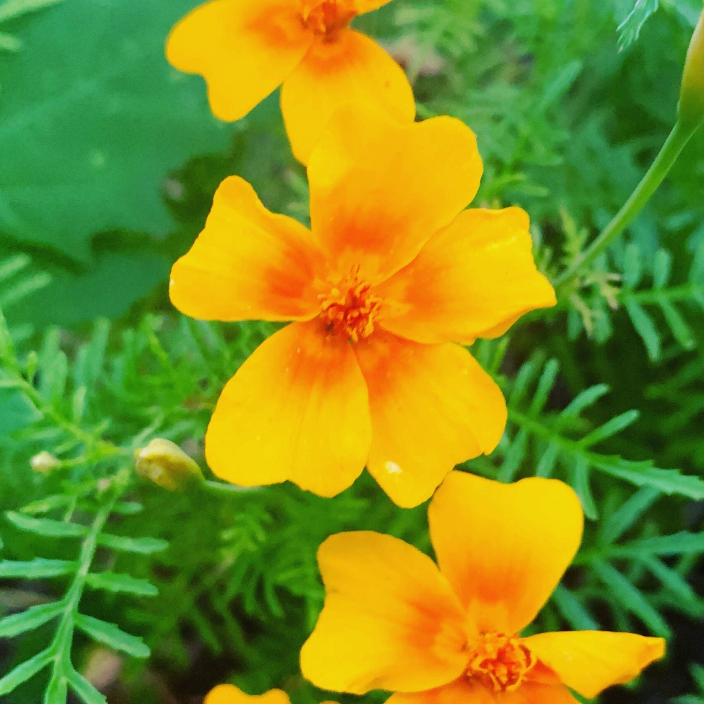 Bilde av APPELSIN TAGETES-Spanne Plantesalg