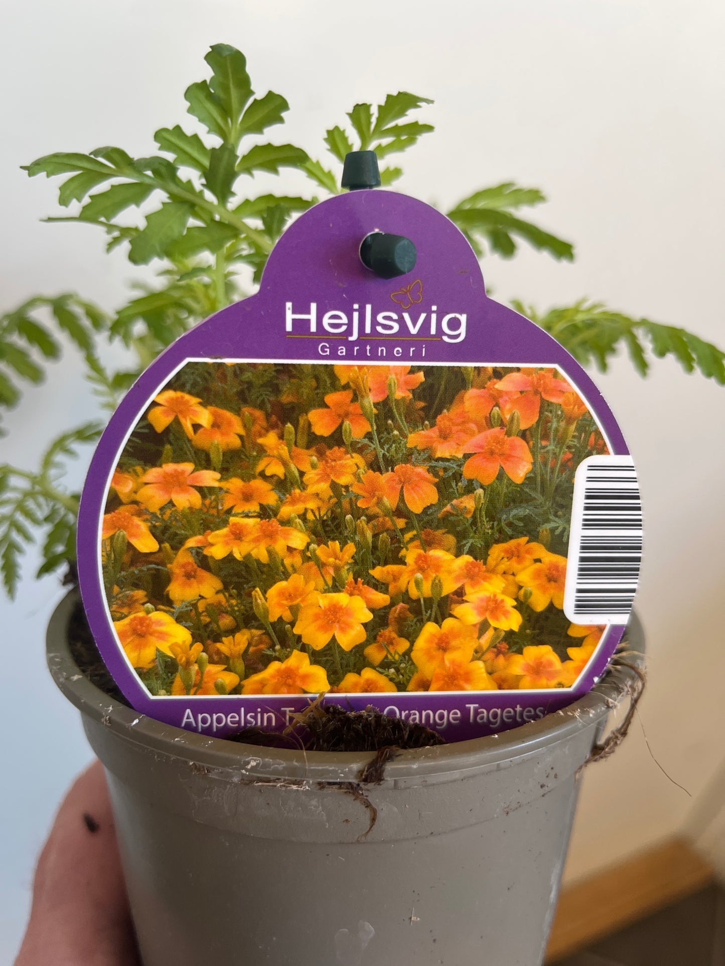Bilde av TAGETES T. 'GOLDEN GEM'-Spanne Plantesalg