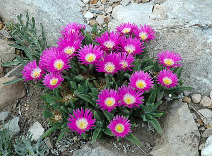 Bilde av Delosperma sutherlandii-Spanne Plantesalg