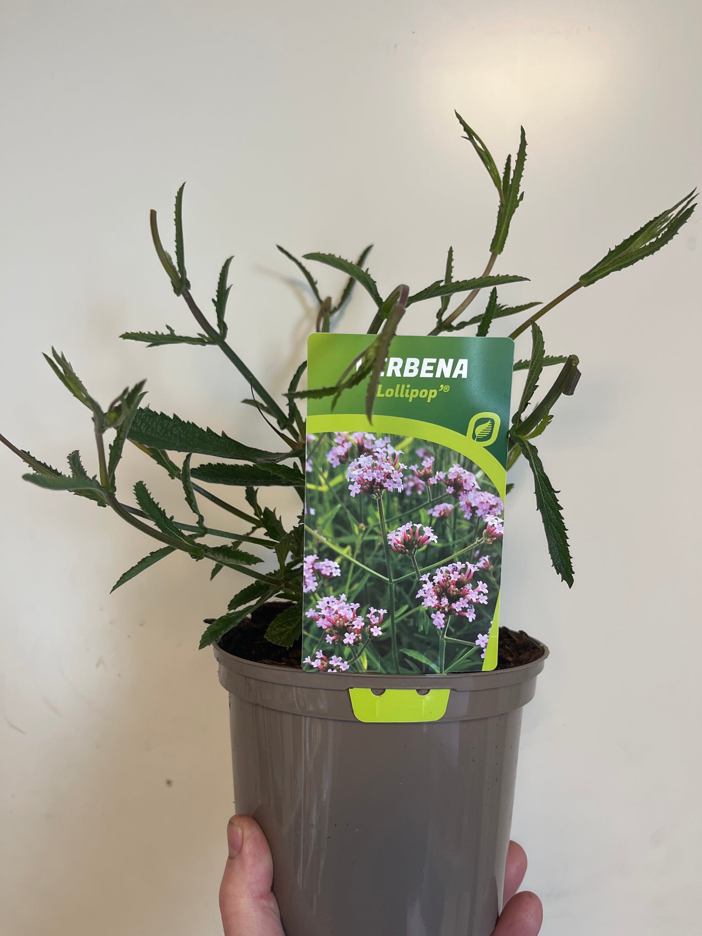 Bilde av VERBENA BONARIENSIS LOLLIPOP-Spanne Plantesalg