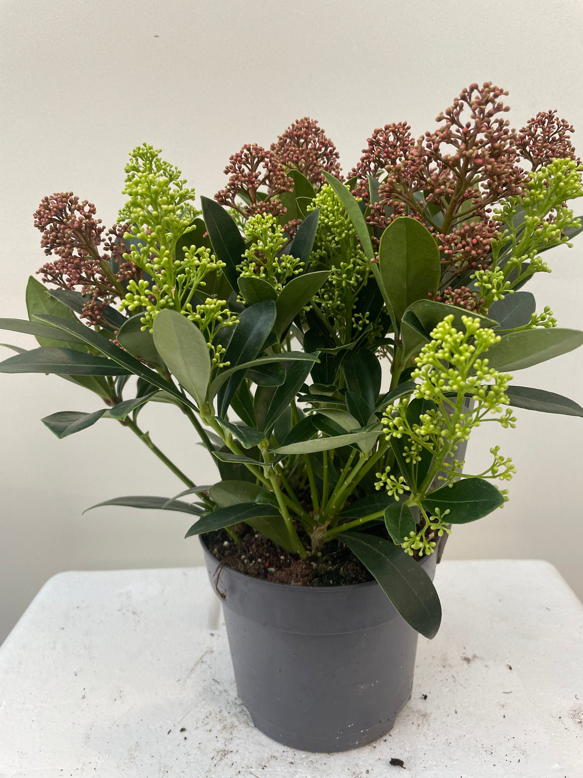 Skimmia jap. Double Diamond