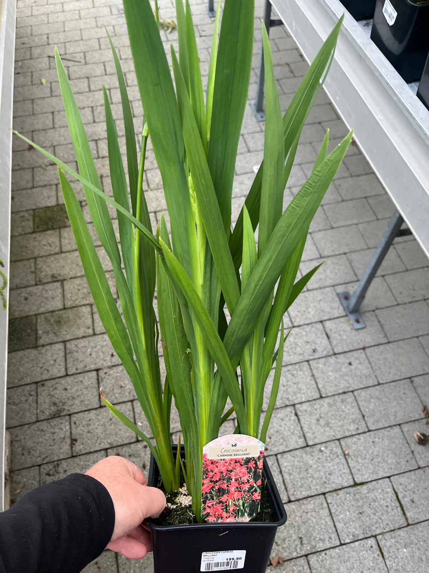 Bilde av Crocosmia x crocosmiiflora 'Carmine brilliant'-Spanne Plantesalg