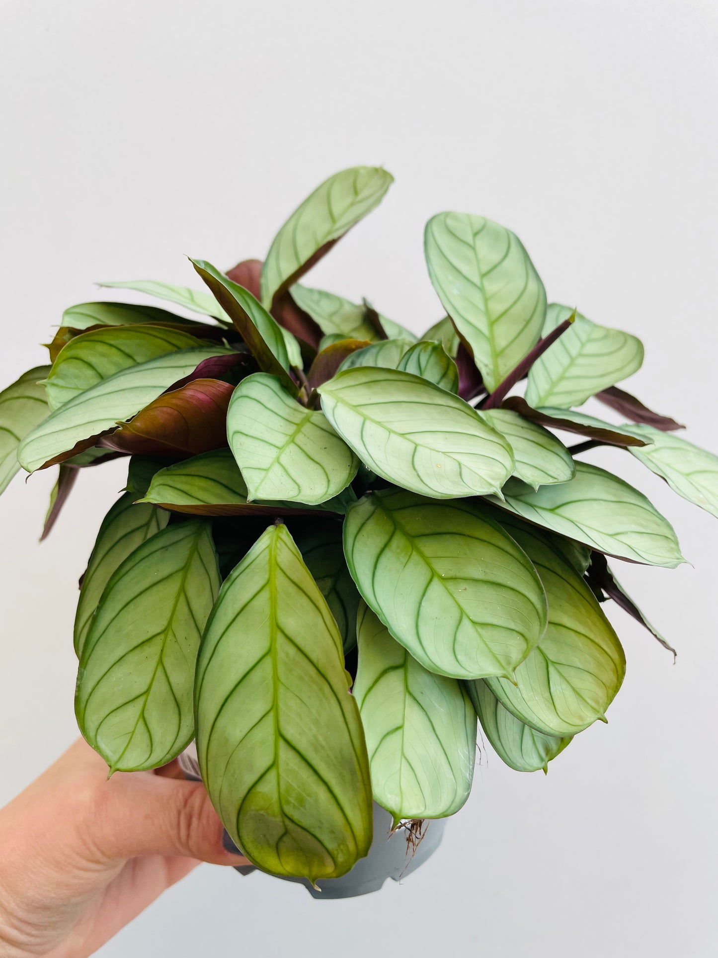 Bilde av Maranta leuconeura ‘Mint’-Spanne Plantesalg
