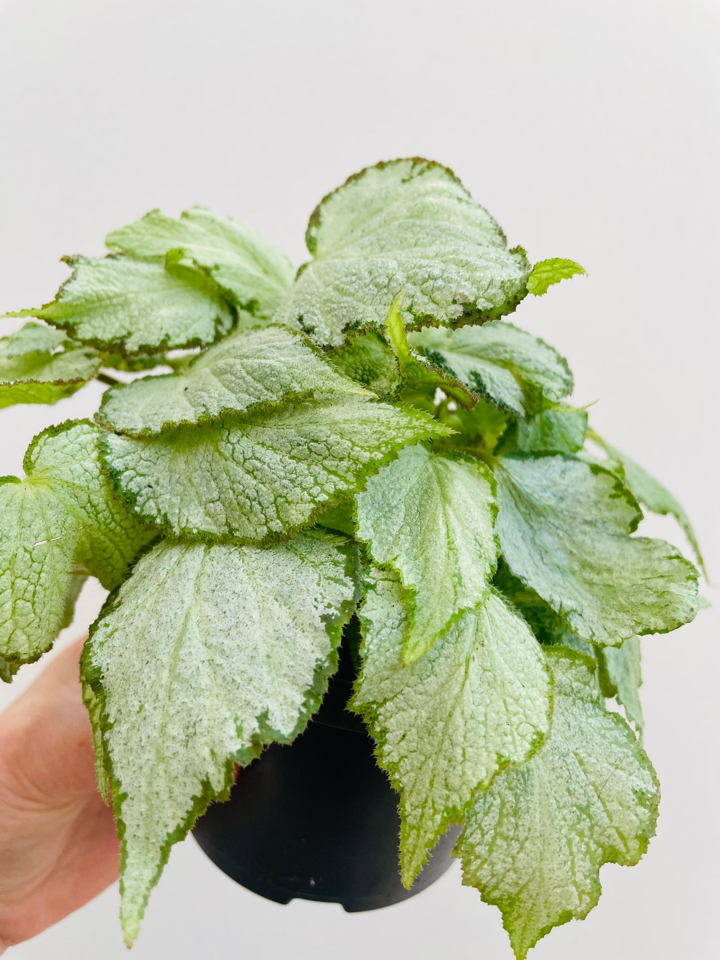Bilde av Begonia rex ‘Silver Jewel’-Spanne Plantesalg