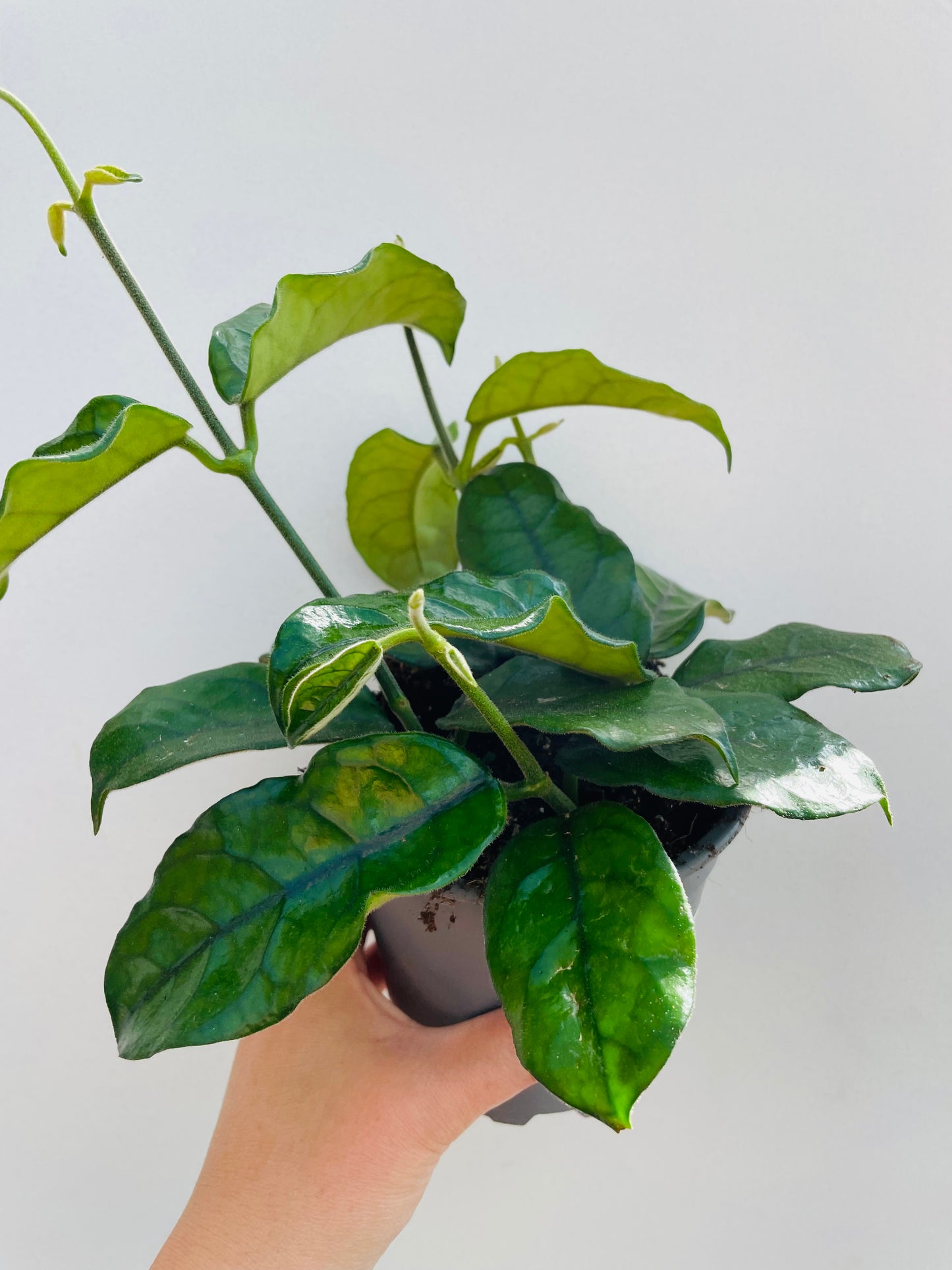 Bilde av Hoya globulosa-Spanne Plantesalg