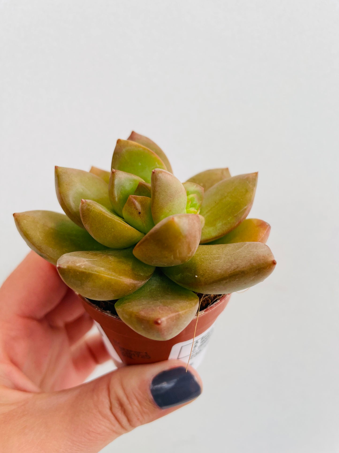 Bilde av Sedum nussbaumerianum-Spanne Plantesalg