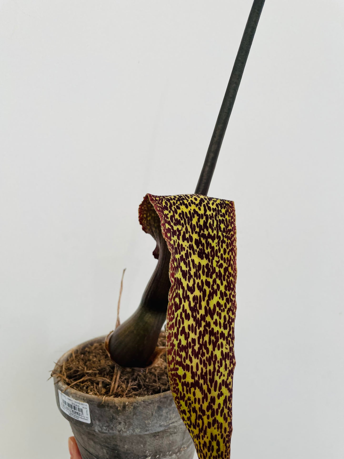 Sauromatum venosum "Voodoo Lily"