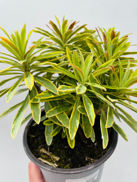 Euphorbia ‘Ascot Rainbow’