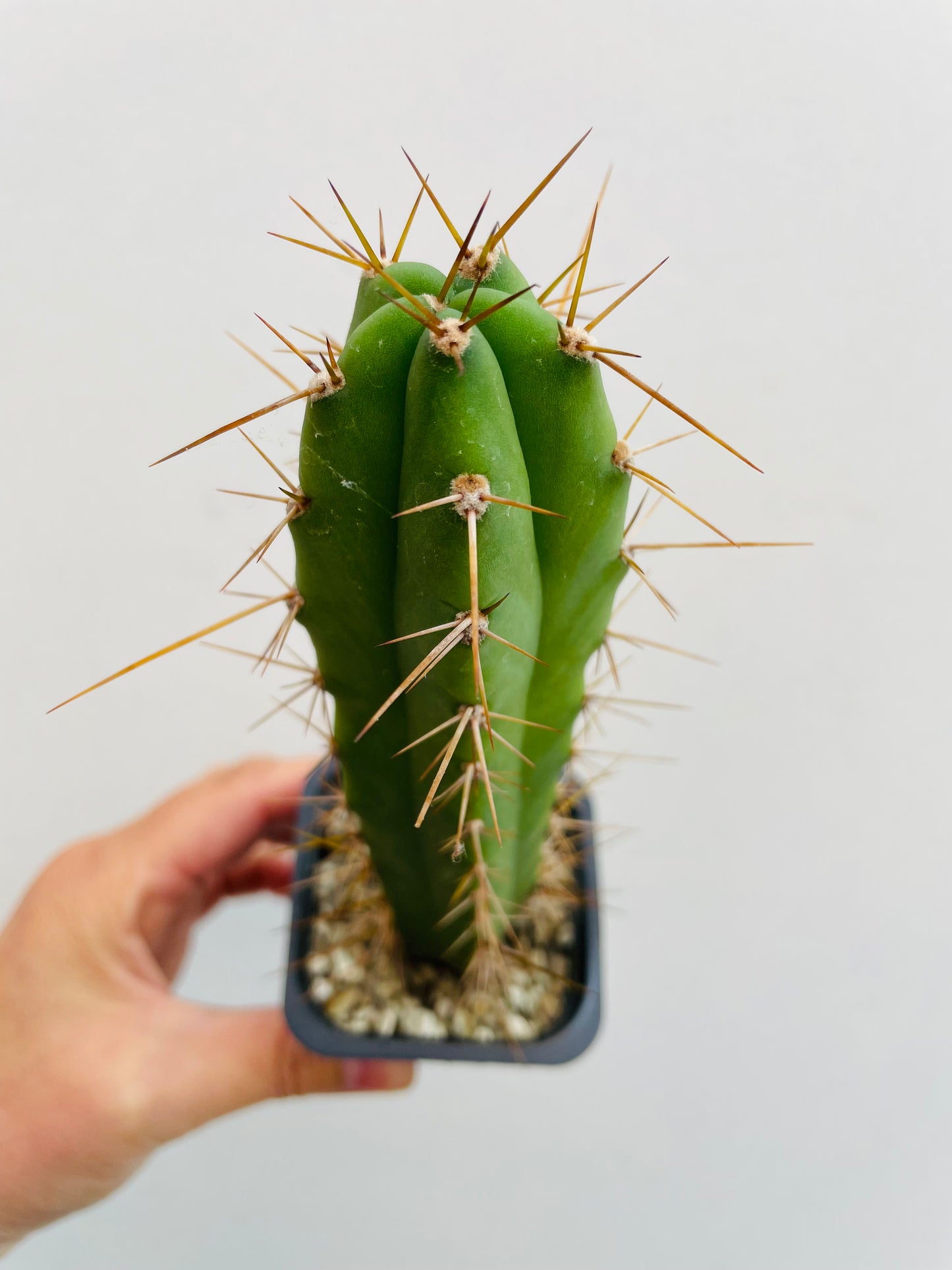 Bilde av Trichocereus sp. 2-Spanne Plantesalg