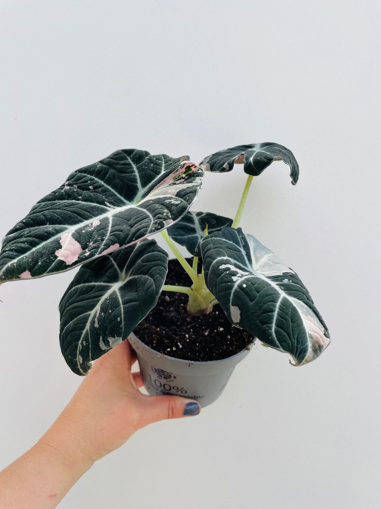Bilde av Alocasia ‘Black Velvet Pink’-Spanne Plantesalg