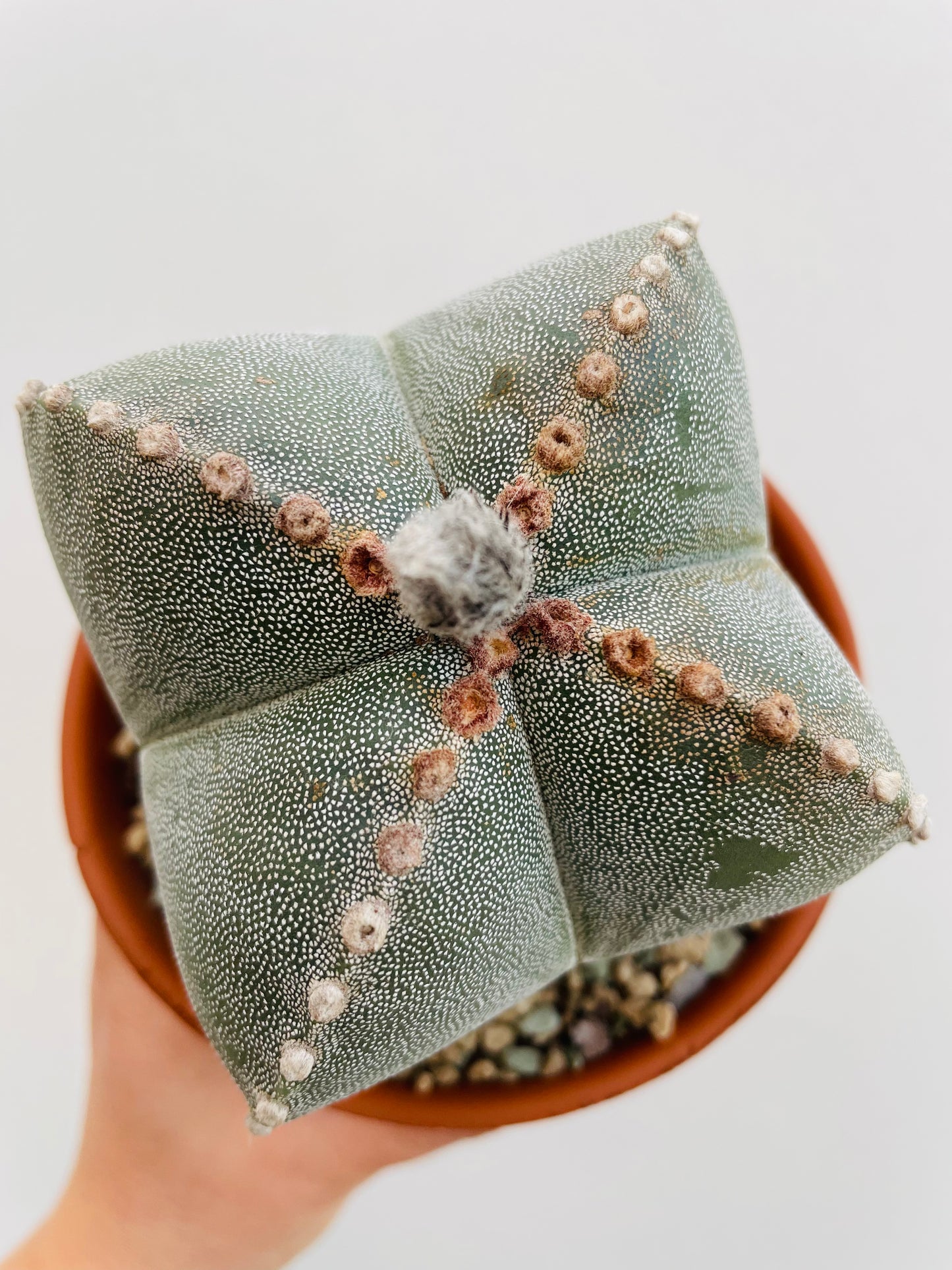 Bilde av Astrophytum myriostigma-Spanne Plantesalg