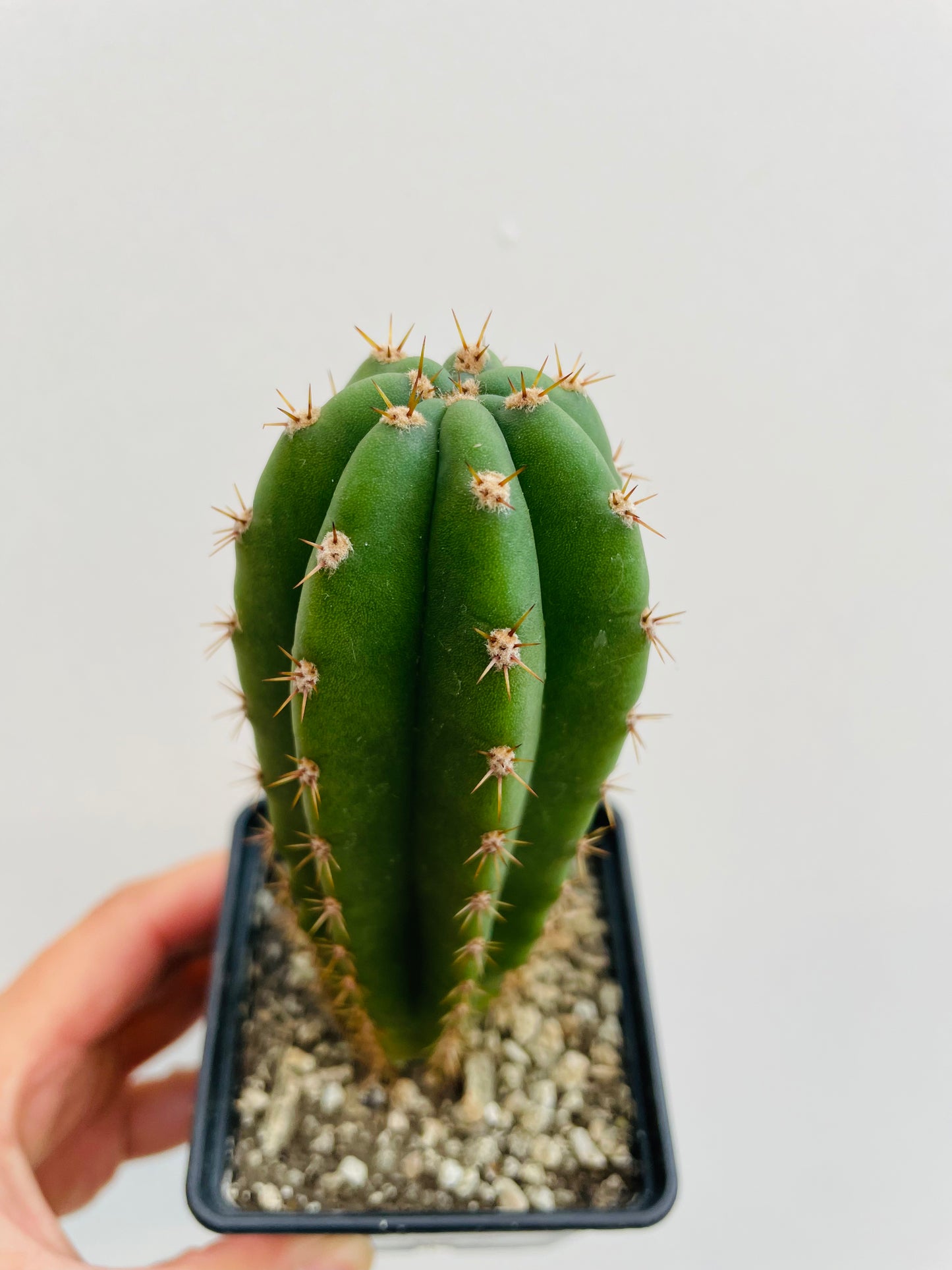Bilde av Trichocereus sp. 1-Spanne Plantesalg
