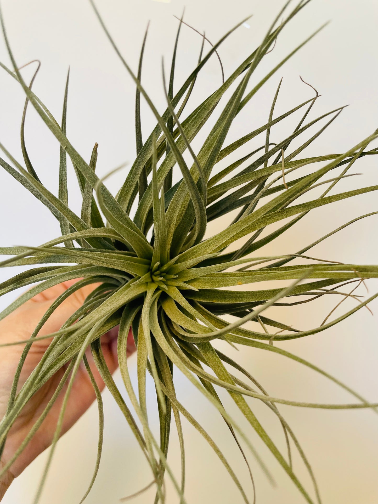 Bilde av Tillandsia Ionantha Silver-Spanne Plantesalg