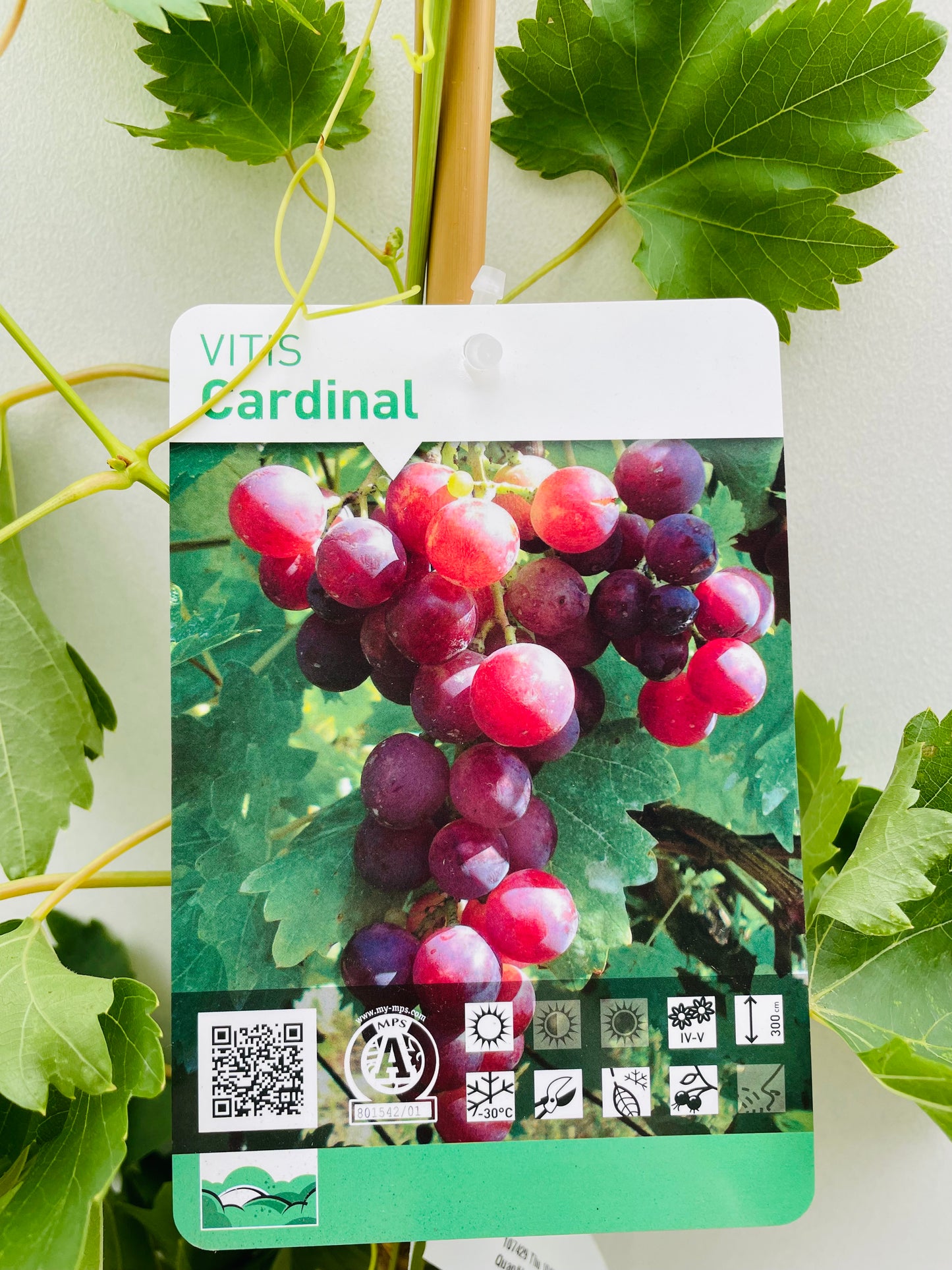 Bilde av Vitis ‘Cardinal’-Spanne Plantesalg