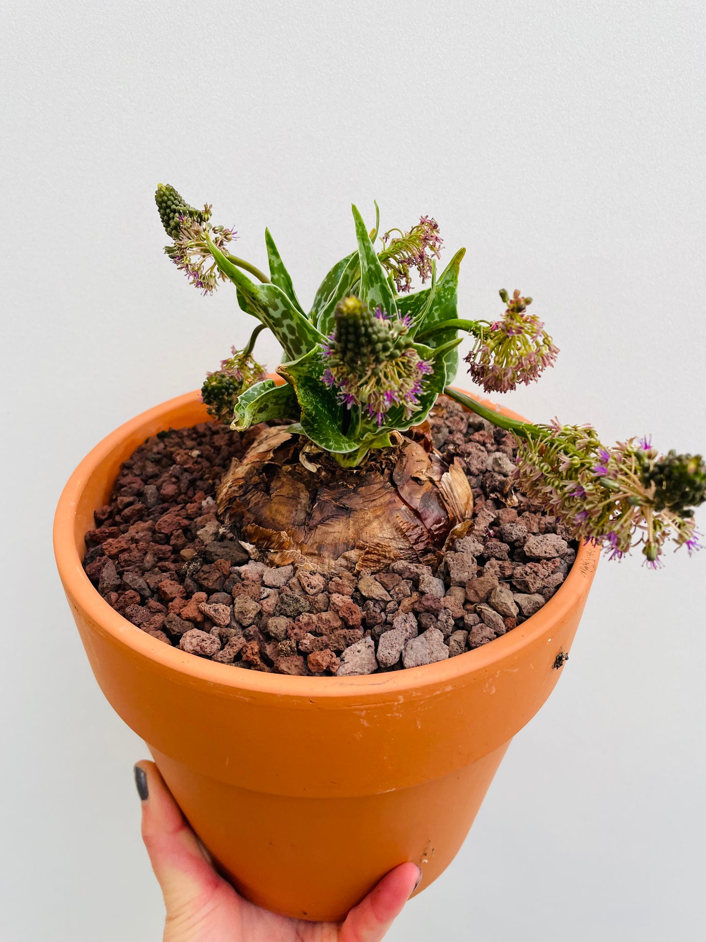 Bilde av Drimiopsis atropurpurea-Spanne Plantesalg