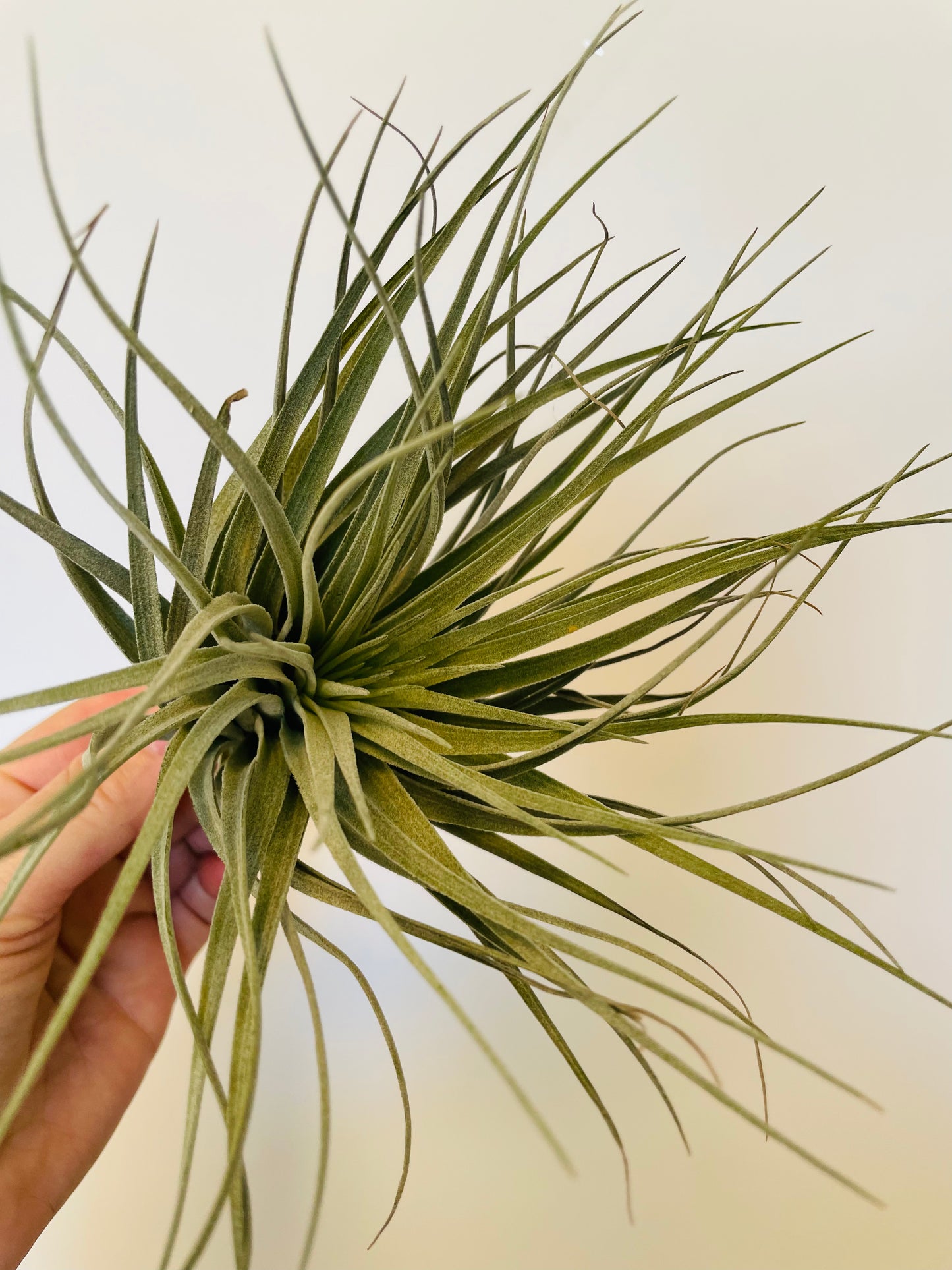 Bilde av Tillandsia Ionantha Silver-Spanne Plantesalg