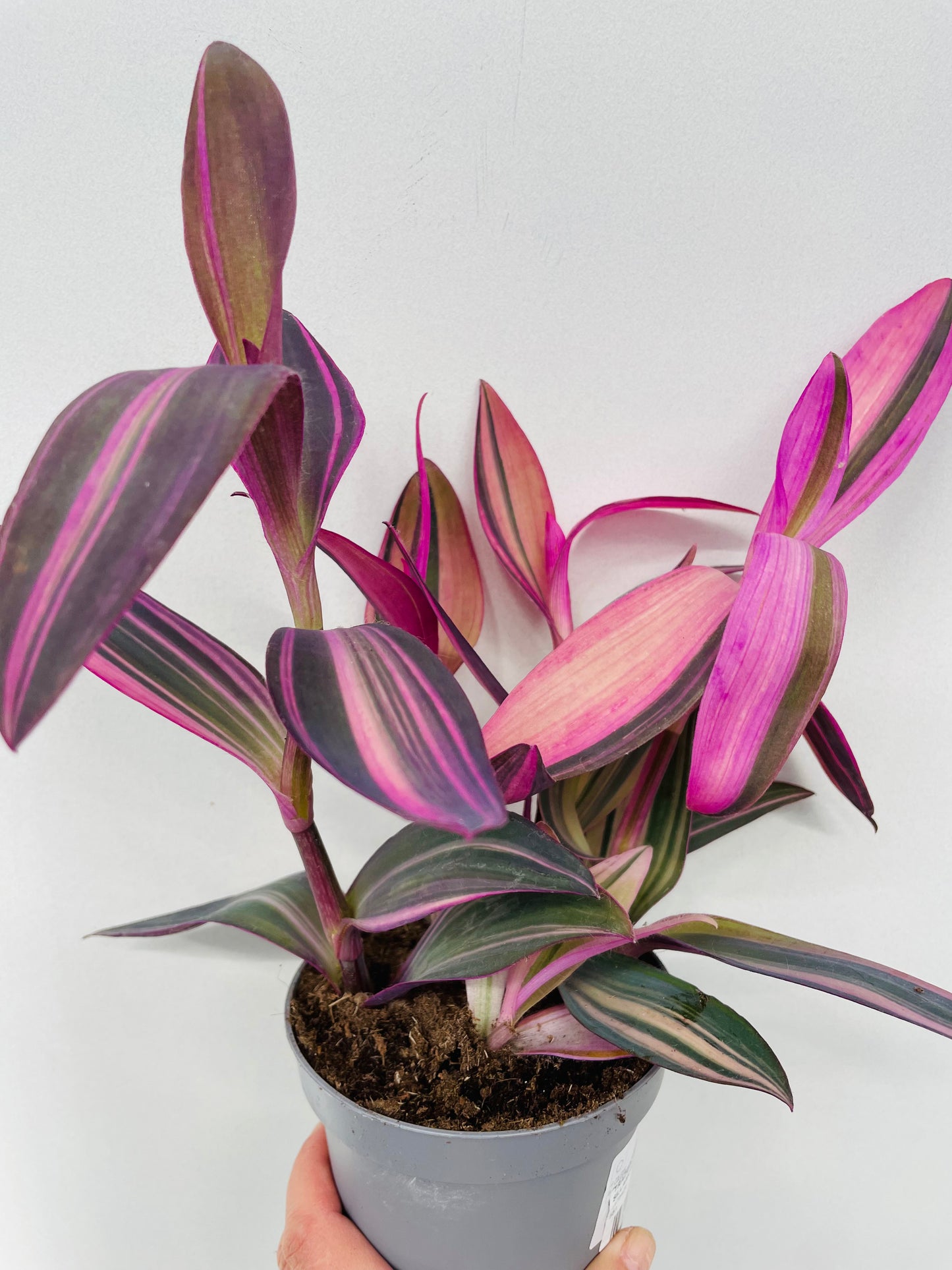 Tradescantia pallida