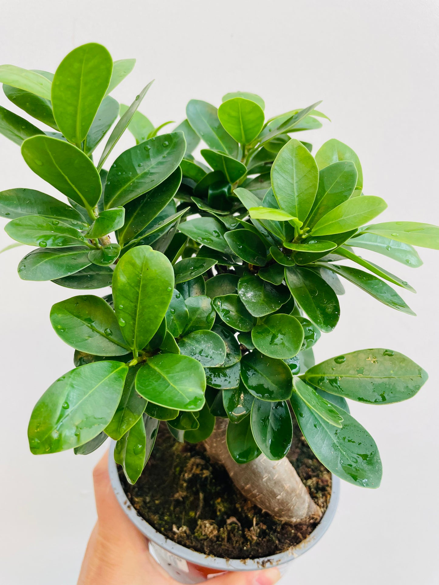 Bilde av Ficus ginseng-Spanne Plantesalg