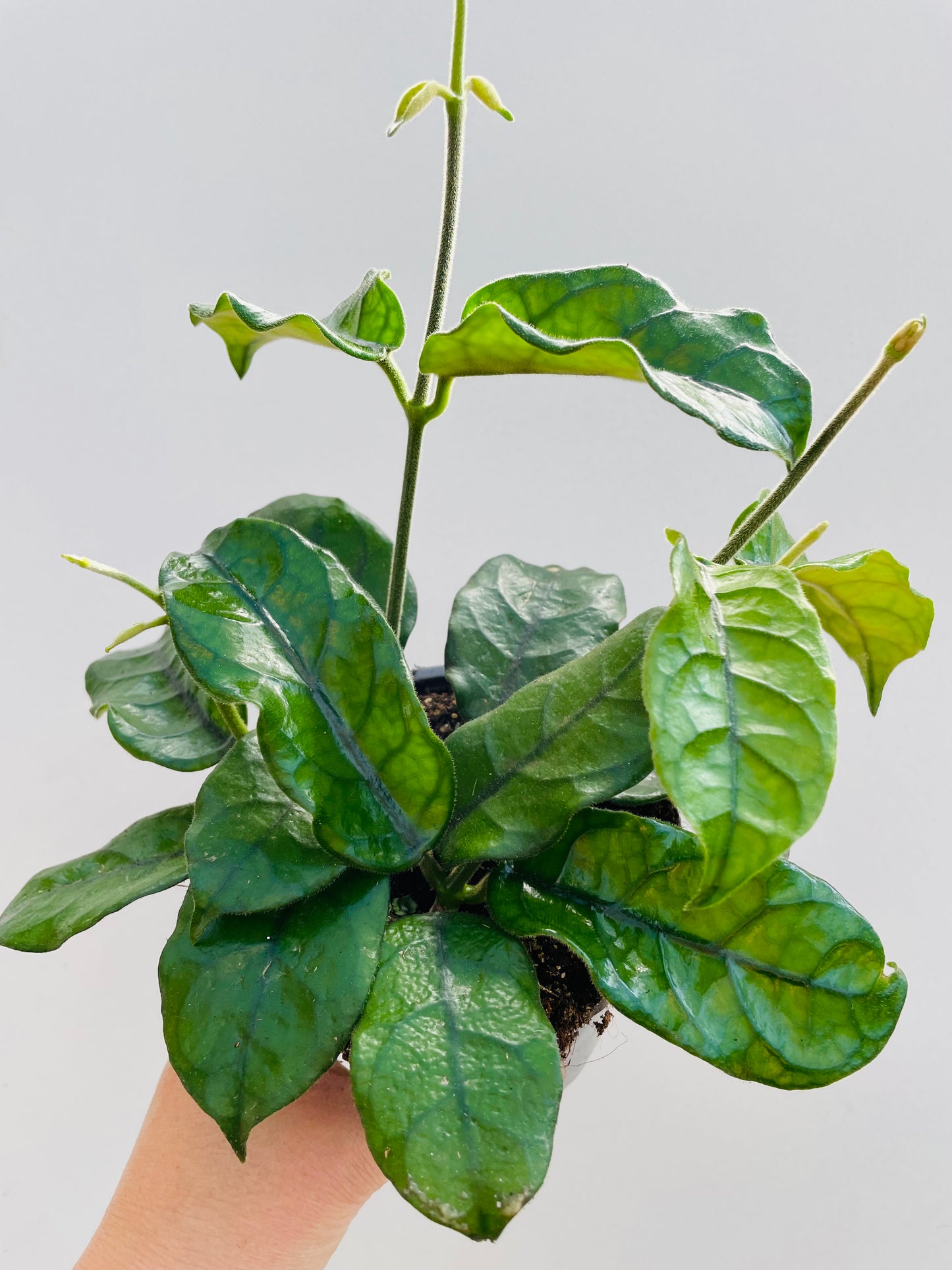 Bilde av Hoya globulosa-Spanne Plantesalg