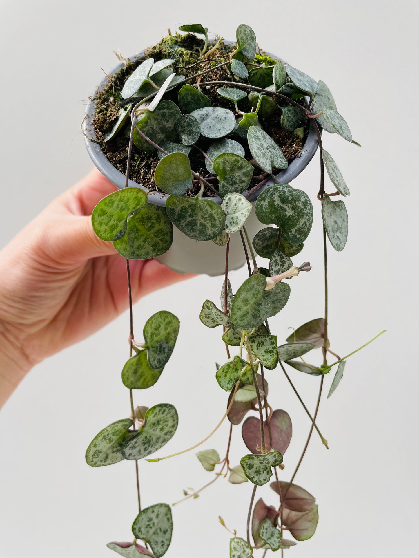 Ceropegia woodii, 8 cm potte
