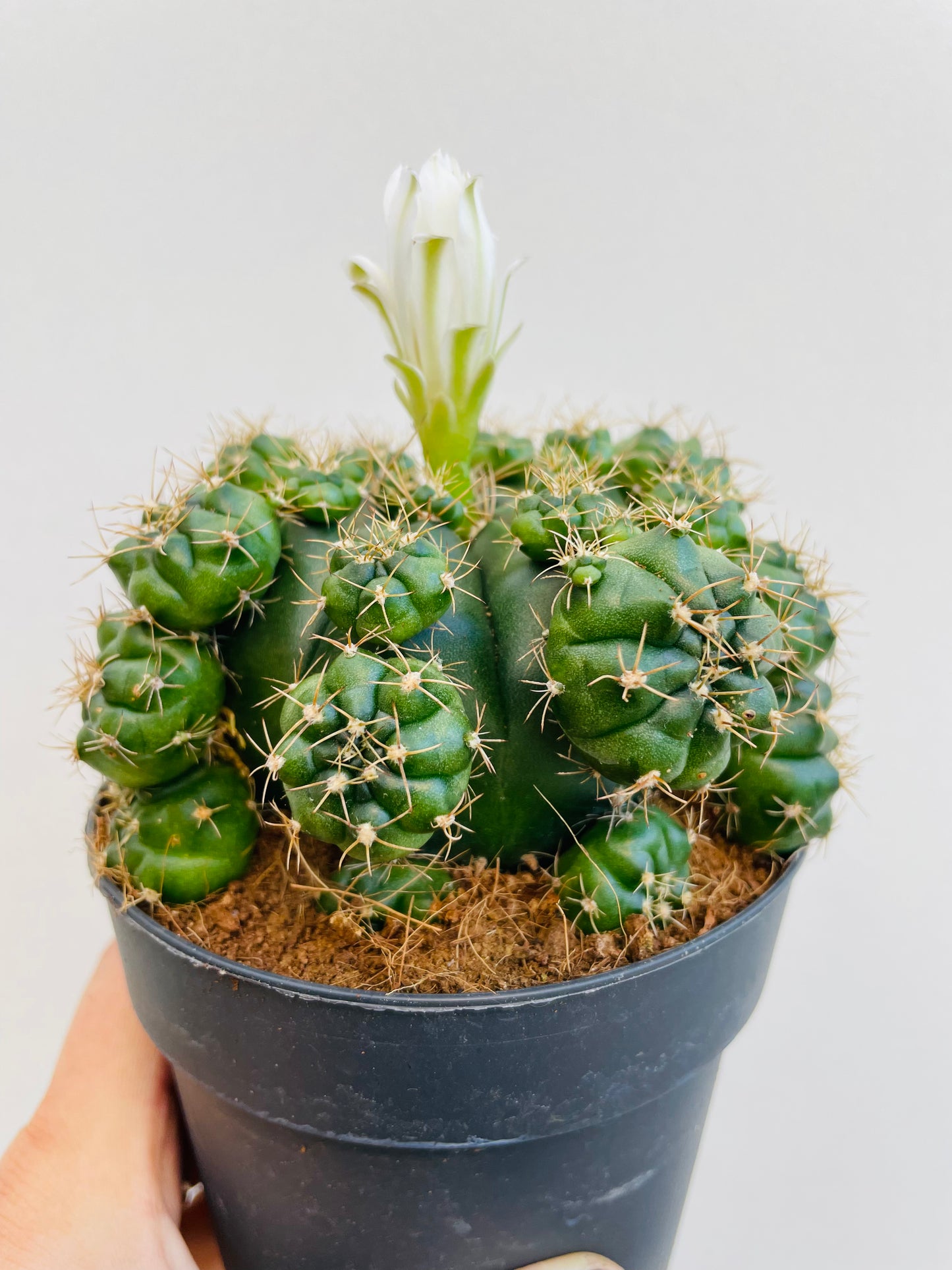 Bilde av Gymnocalycium matoense-Spanne Plantesalg