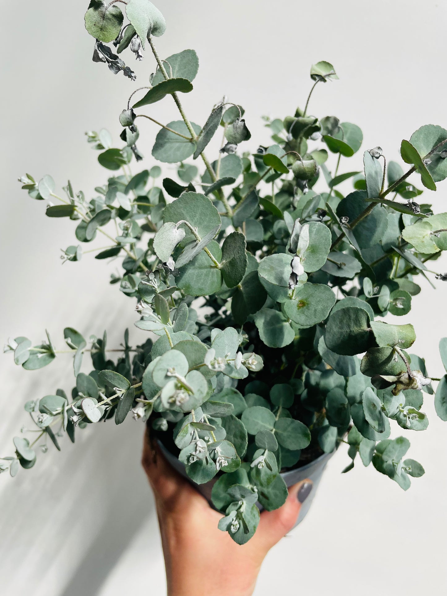 Bilde av Eucalyptus pu. ‘Silver Dollar’-Spanne Plantesalg