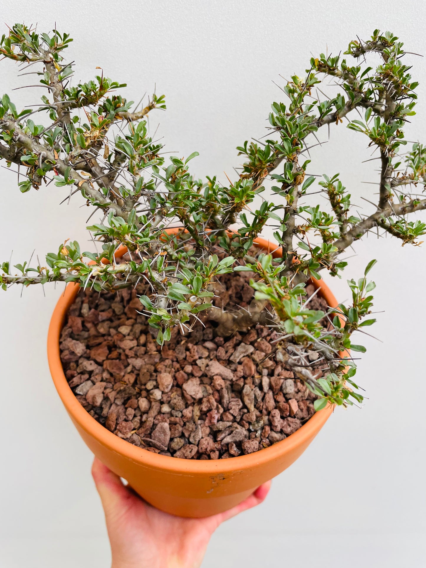 Bilde av Monsonia vanderietiae-Spanne Plantesalg