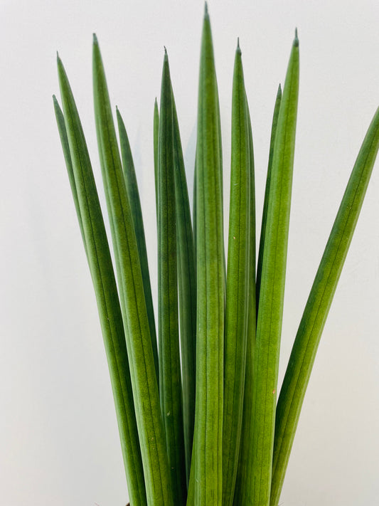 Sansevieria cylindrica