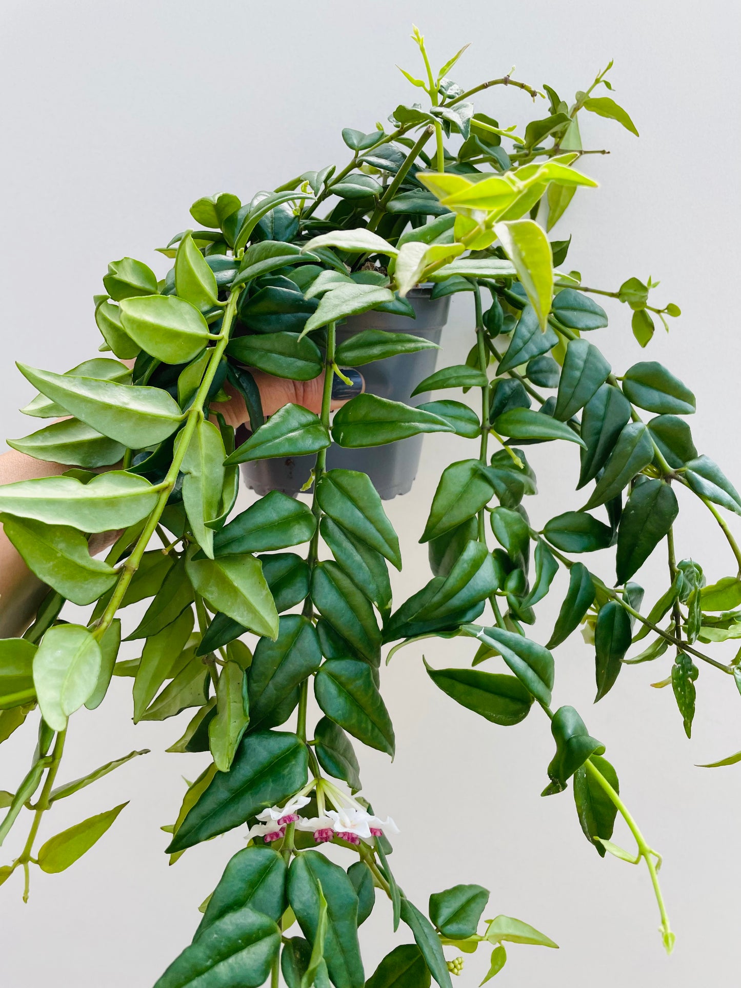 Bilde av Hoya bella-Spanne Plantesalg