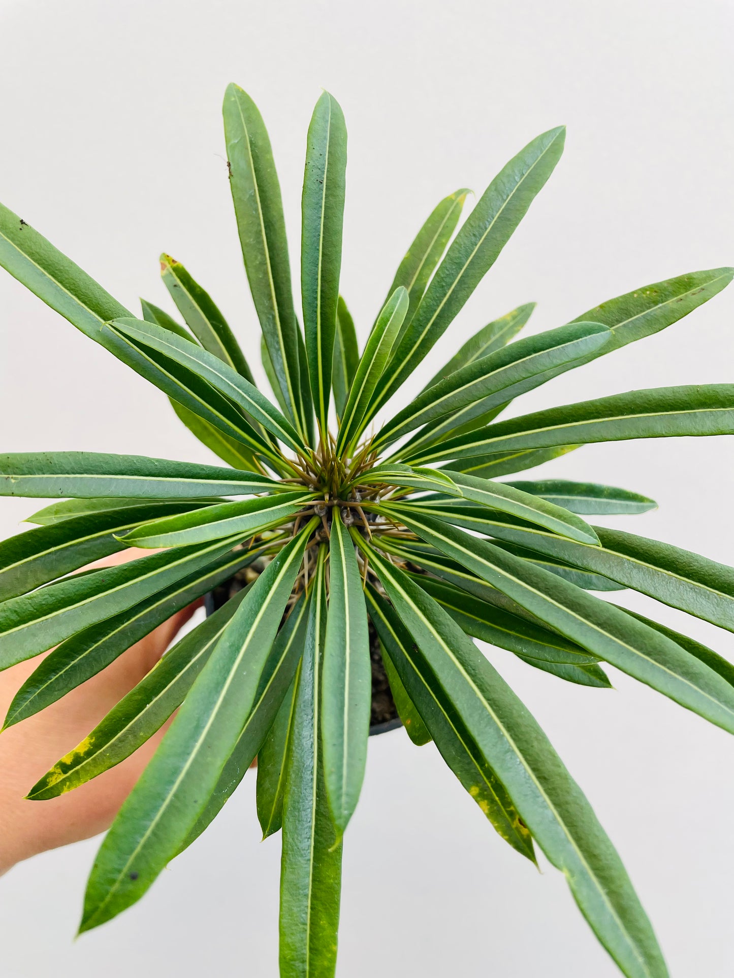 Bilde av Pachypodium lamerei-Spanne Plantesalg