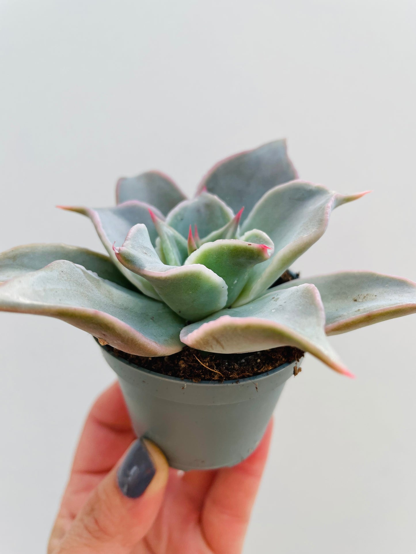 Bilde av Echeveria ‘Madiba’-Spanne Plantesalg