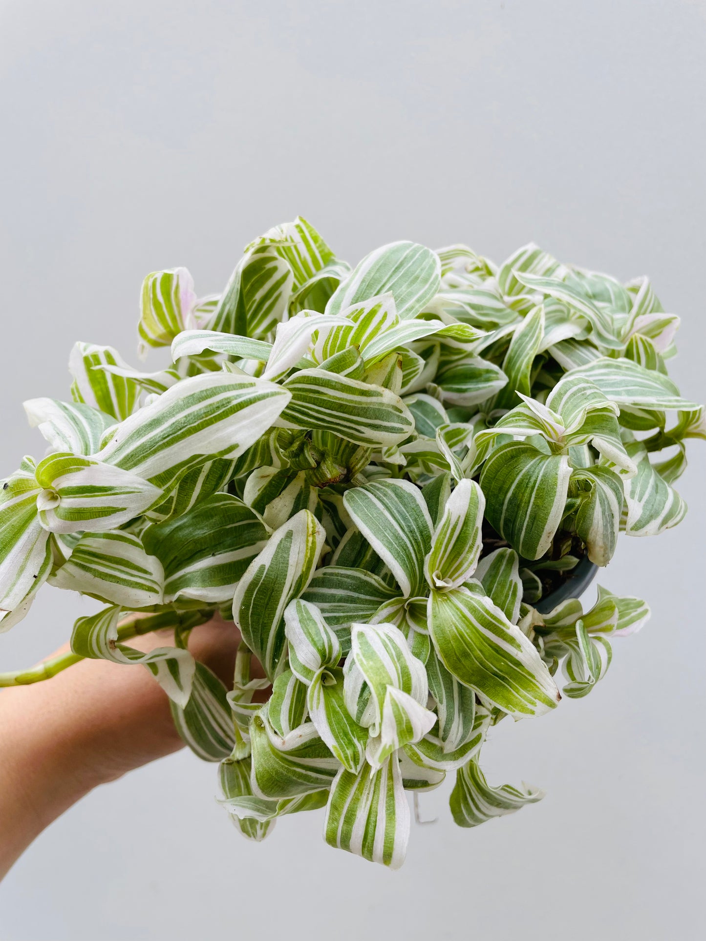 Bilde av Tradescantia albiflora-Spanne Plantesalg