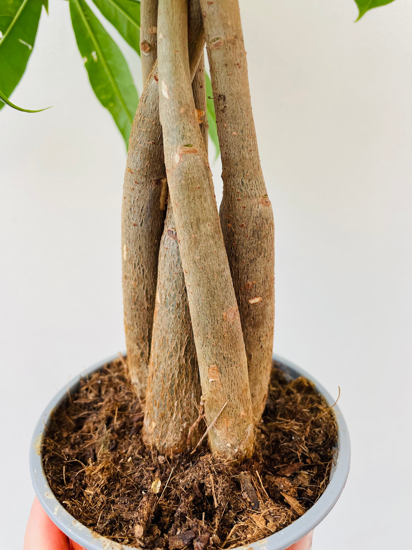 Pachira aquatica