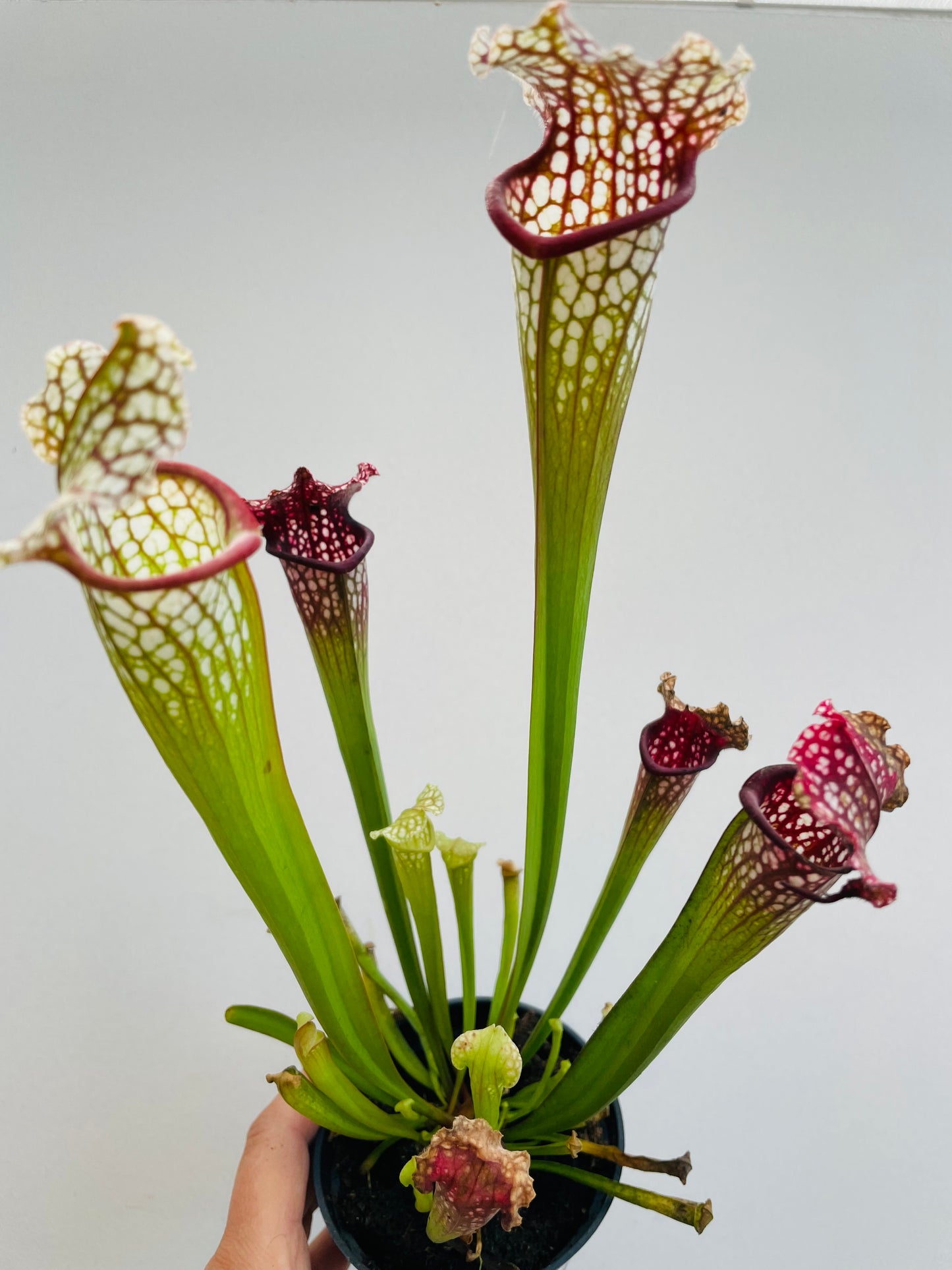 Bilde av Sarracenia leucophylla-Spanne Plantesalg