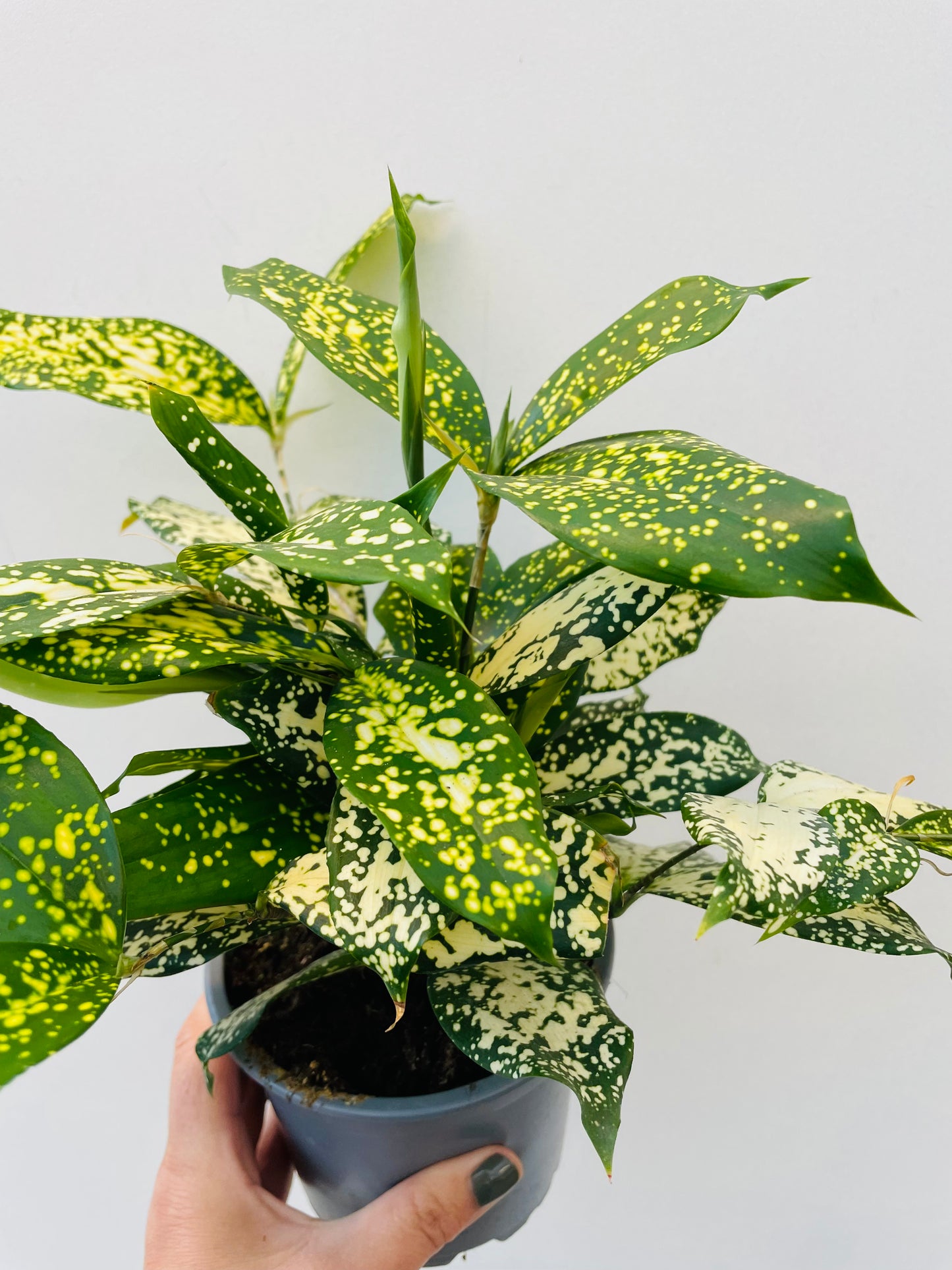 Dracaena godseffiana 'Florida Beauty'