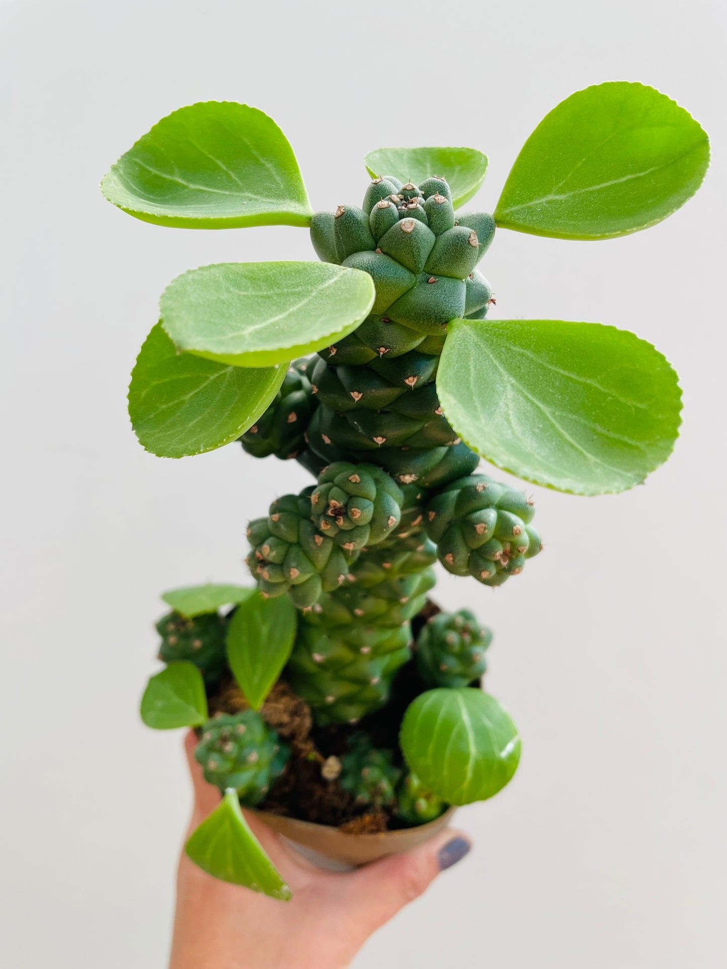 Bilde av Euphorbia ritchiei-Spanne Plantesalg