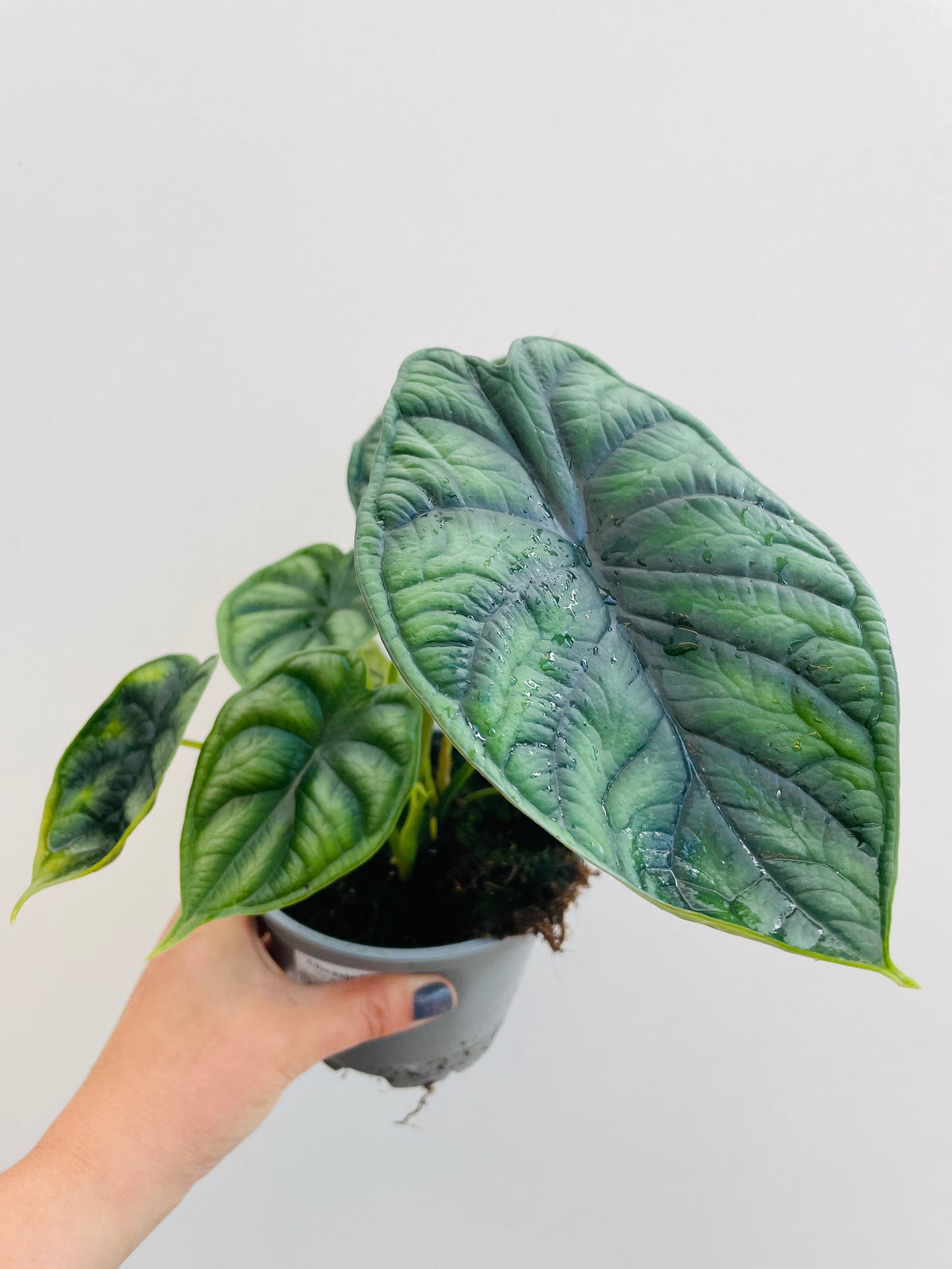 Bilde av Alocasia ‘Dragon Scale’-Spanne Plantesalg