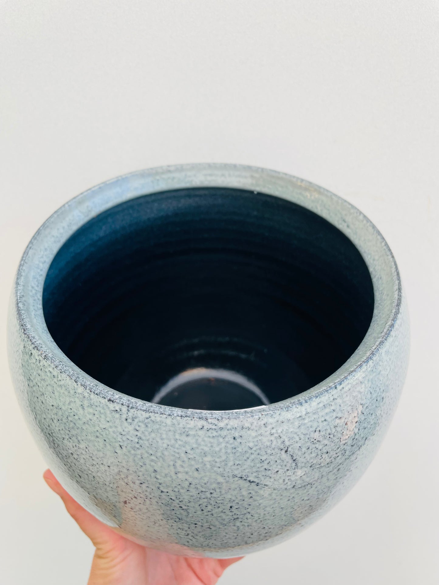 Bilde av Potteskjuler ‘Ice Blue’ 16 cm-Spanne Plantesalg