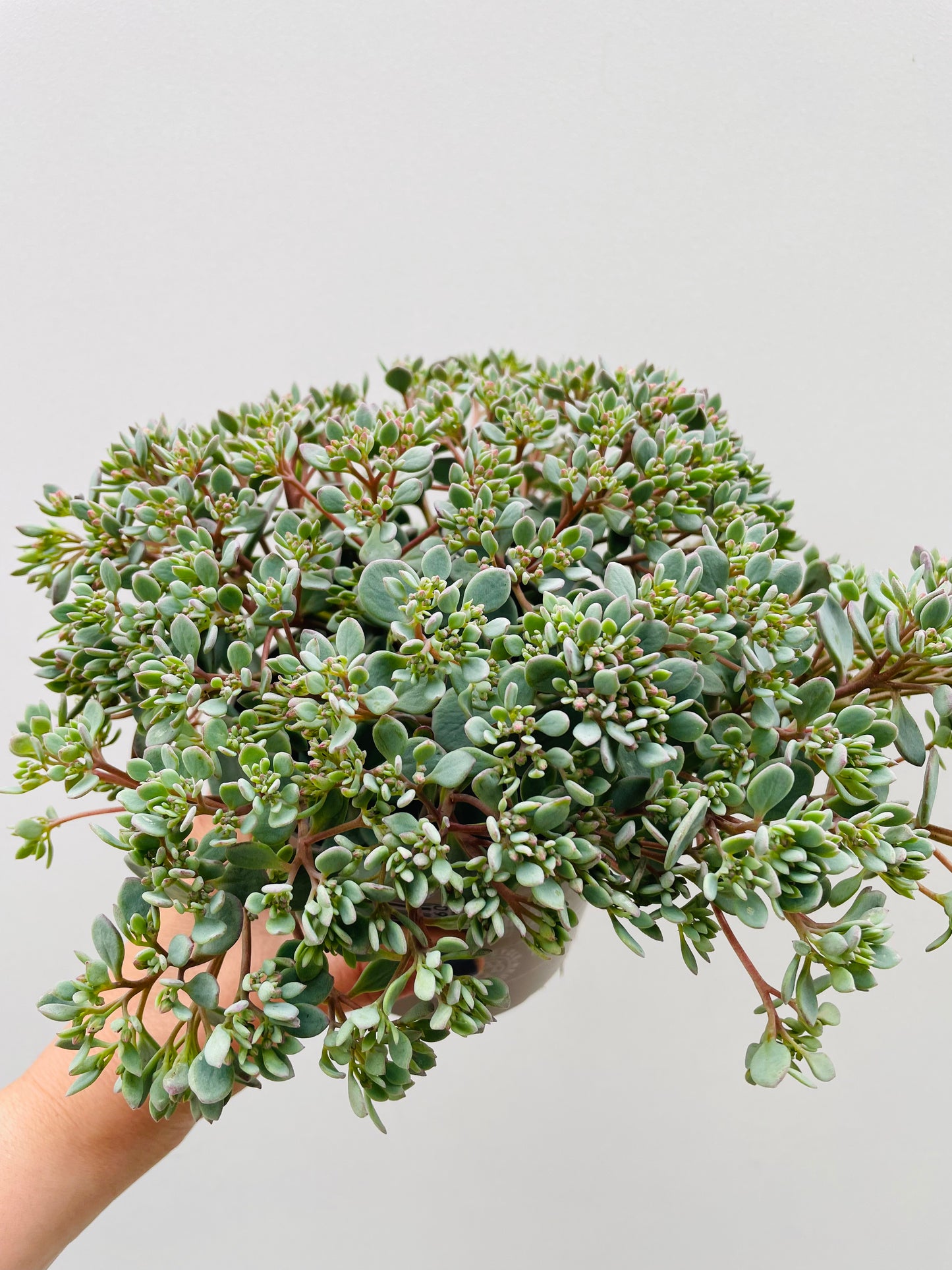 Bilde av Sedum cauticola 'Pink'-Spanne Plantesalg