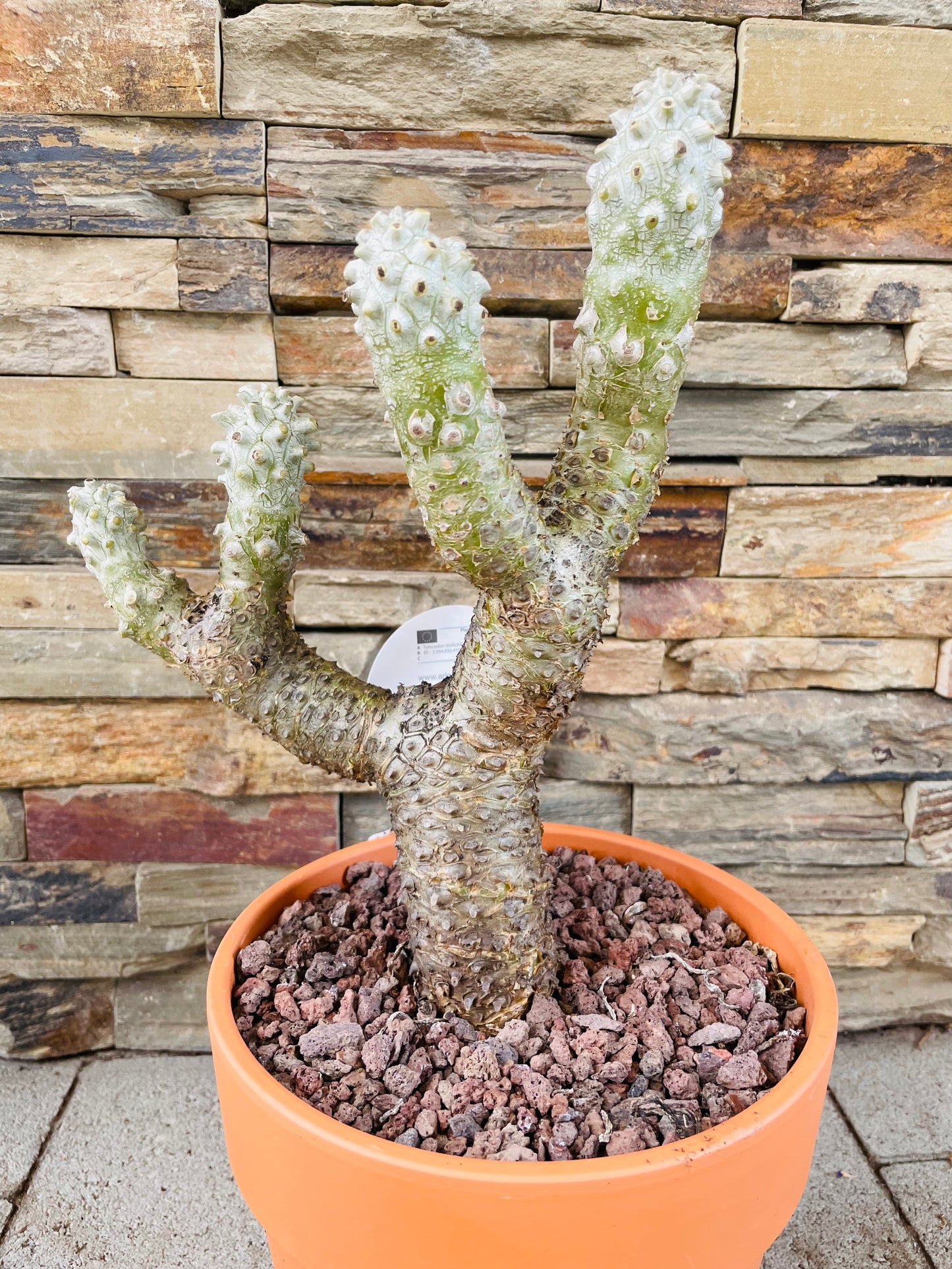 Bilde av Tylecodon wallichii-Spanne Plantesalg