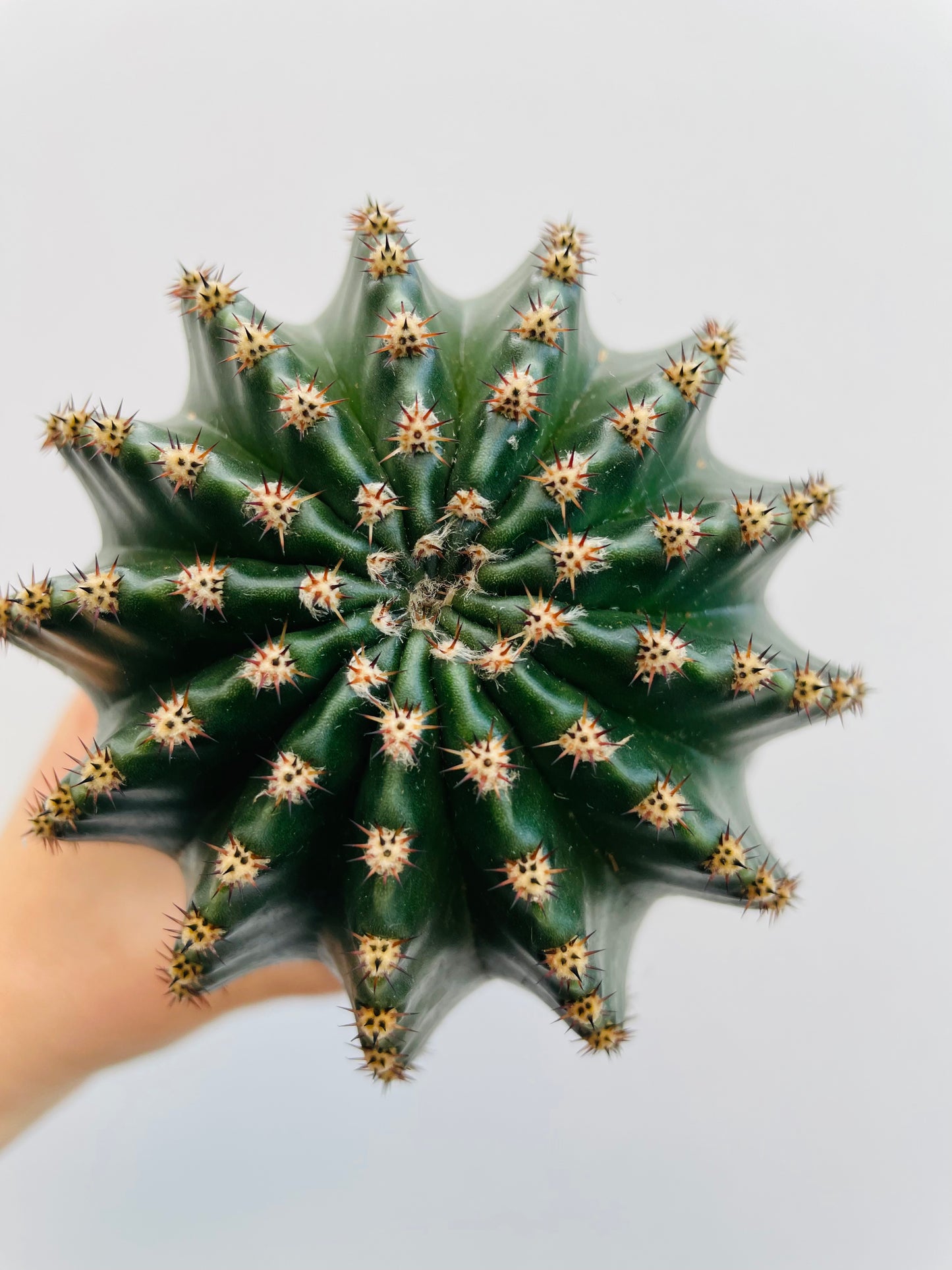 Bilde av Echinopsis eyriesii-Spanne Plantesalg