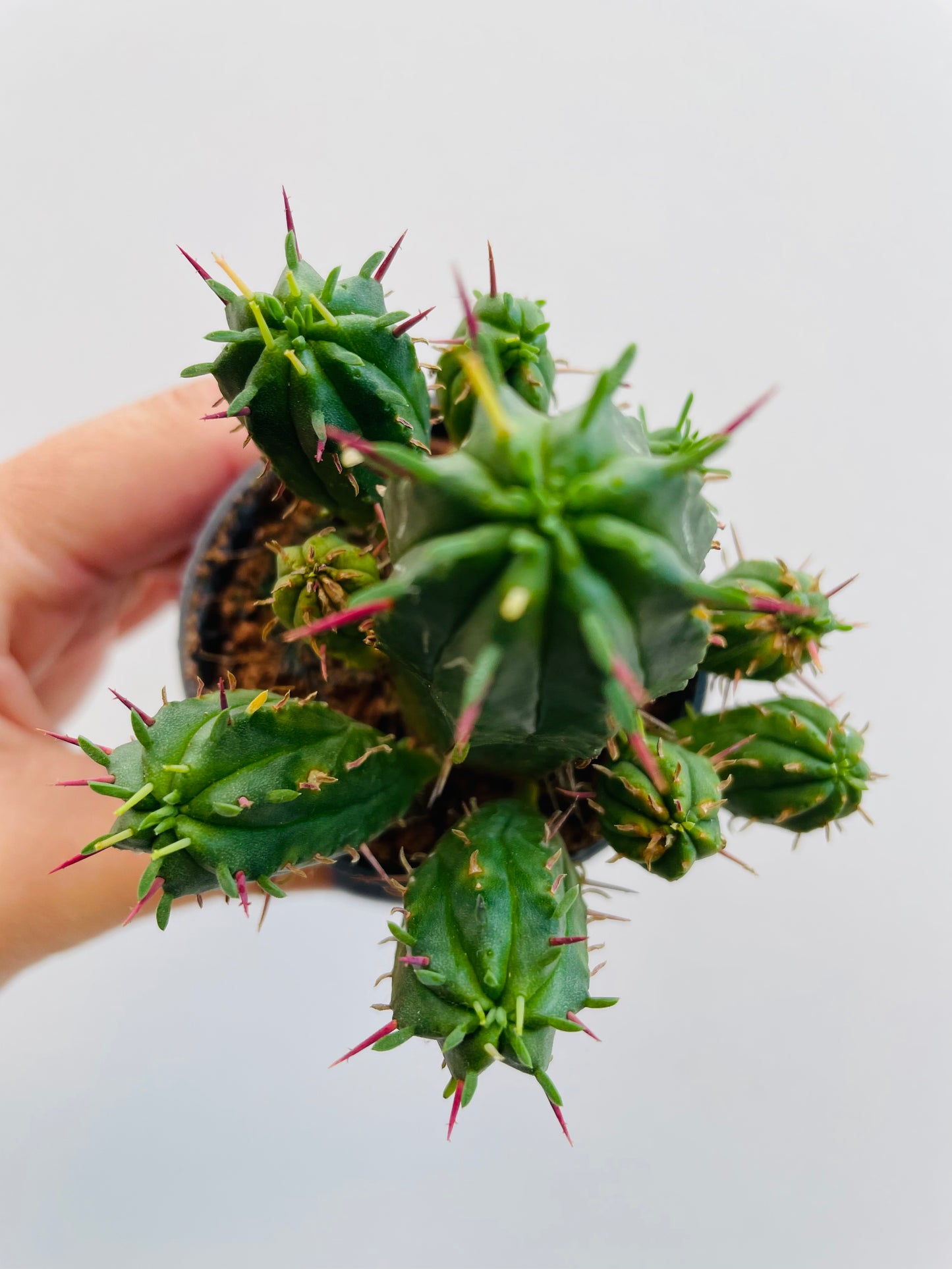 Bilde av Euphorbia enopla-Spanne Plantesalg