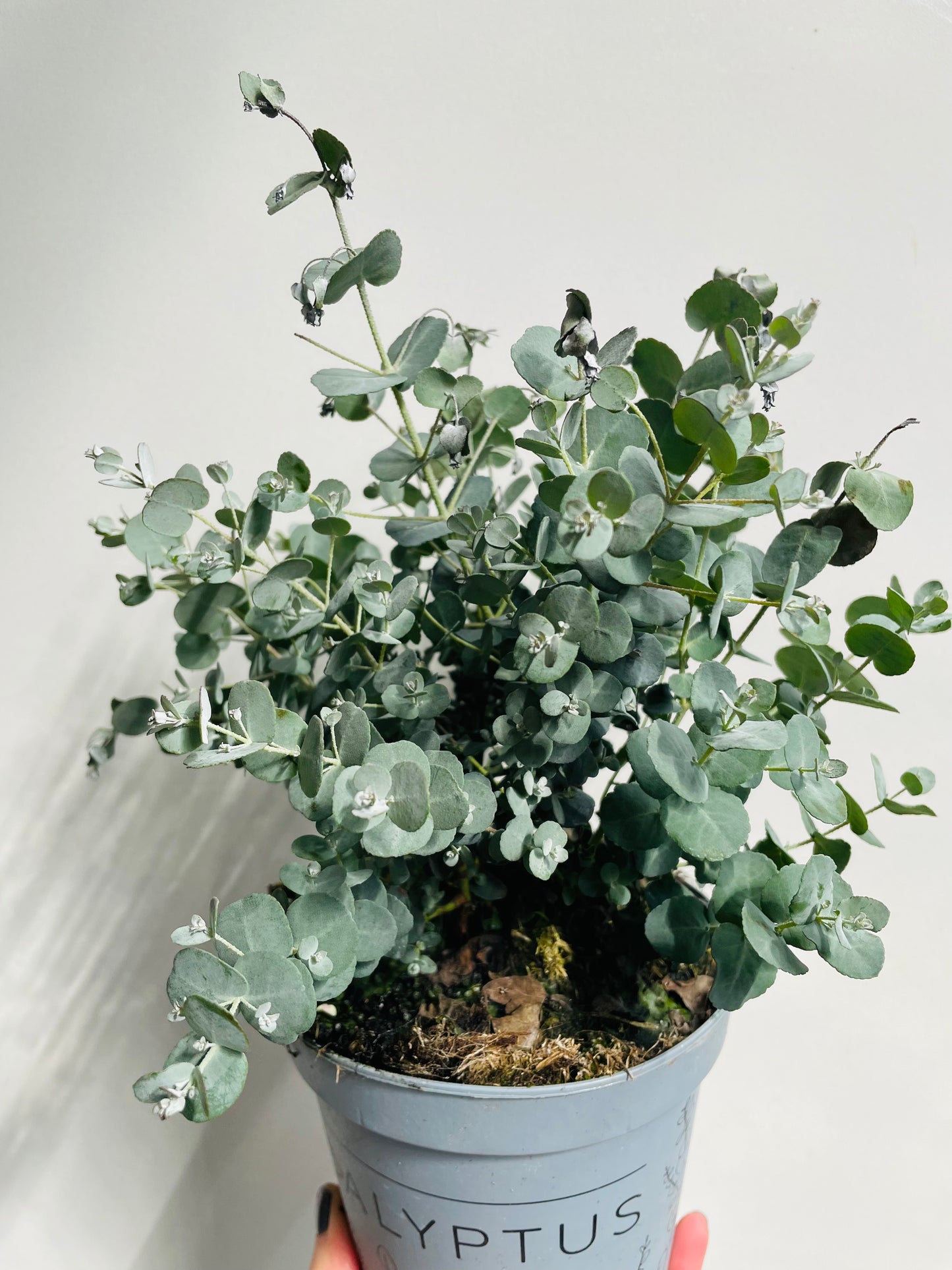 Bilde av Eucalyptus pu. ‘Silver Dollar’-Spanne Plantesalg