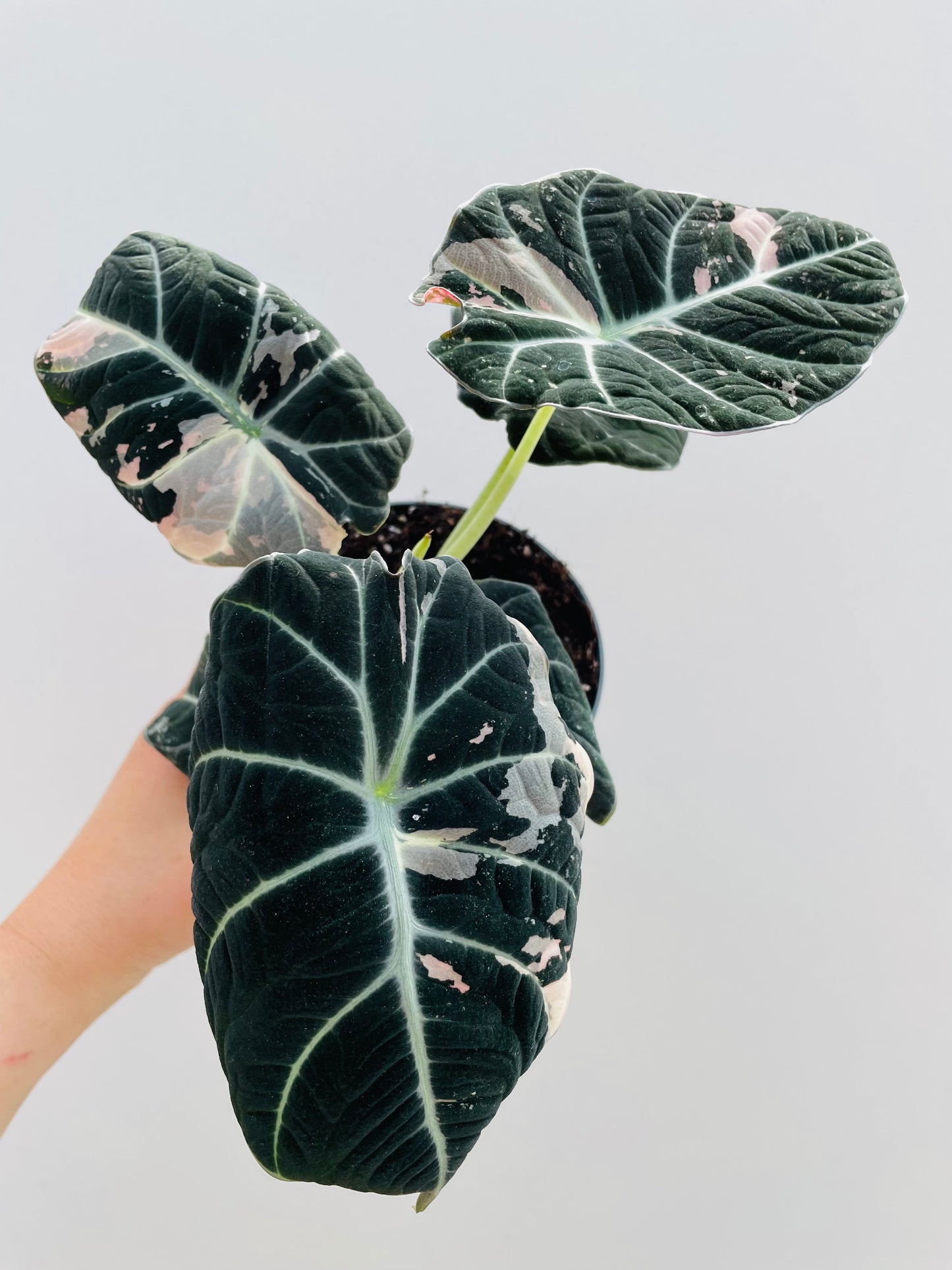 Bilde av Alocasia ‘Black Velvet Pink’-Spanne Plantesalg