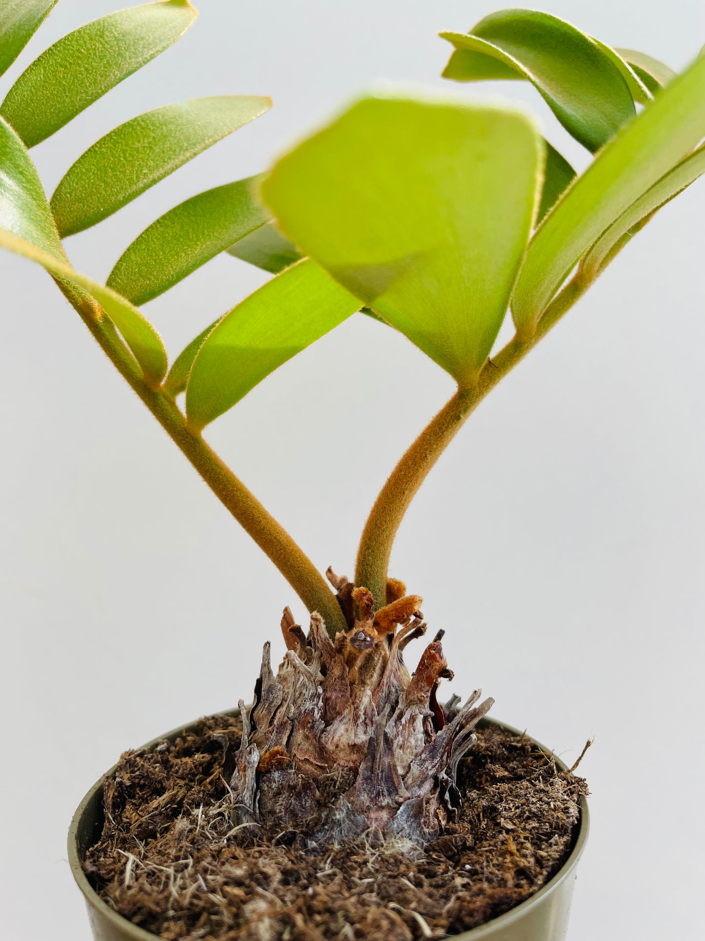 Bilde av Zamia furfuracea-Spanne Plantesalg