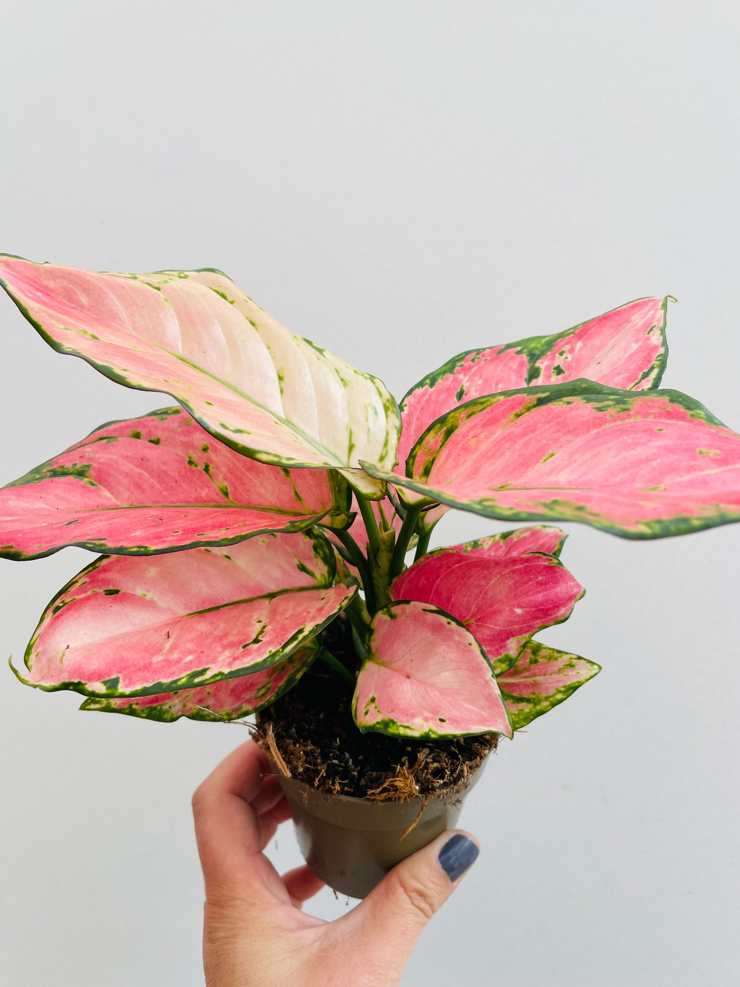 Bilde av Aglaonema ‘Pinky Promise’-Spanne Plantesalg