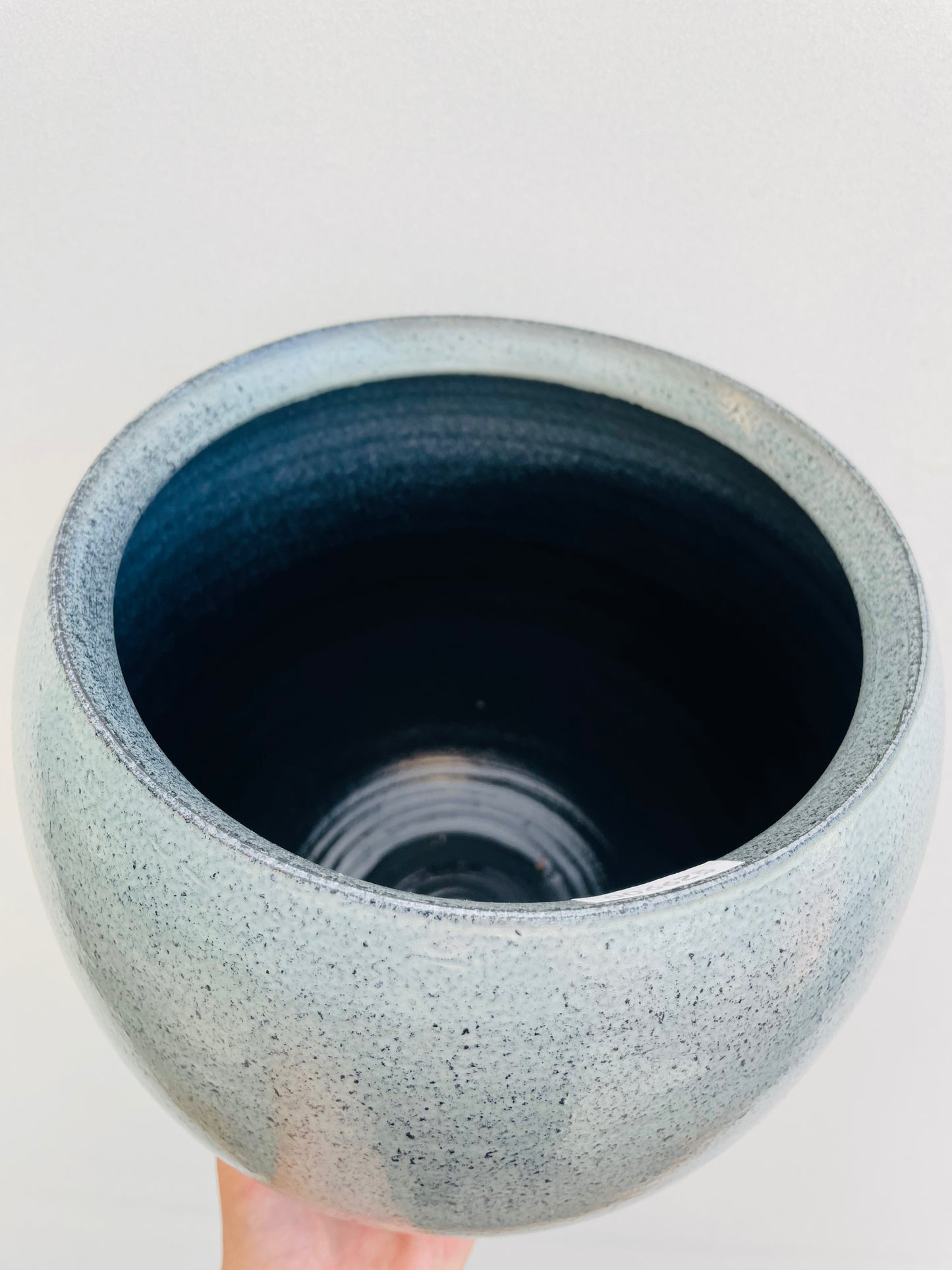 Bilde av Potteskjuler ‘Ice Blue’ 18 cm-Spanne Plantesalg