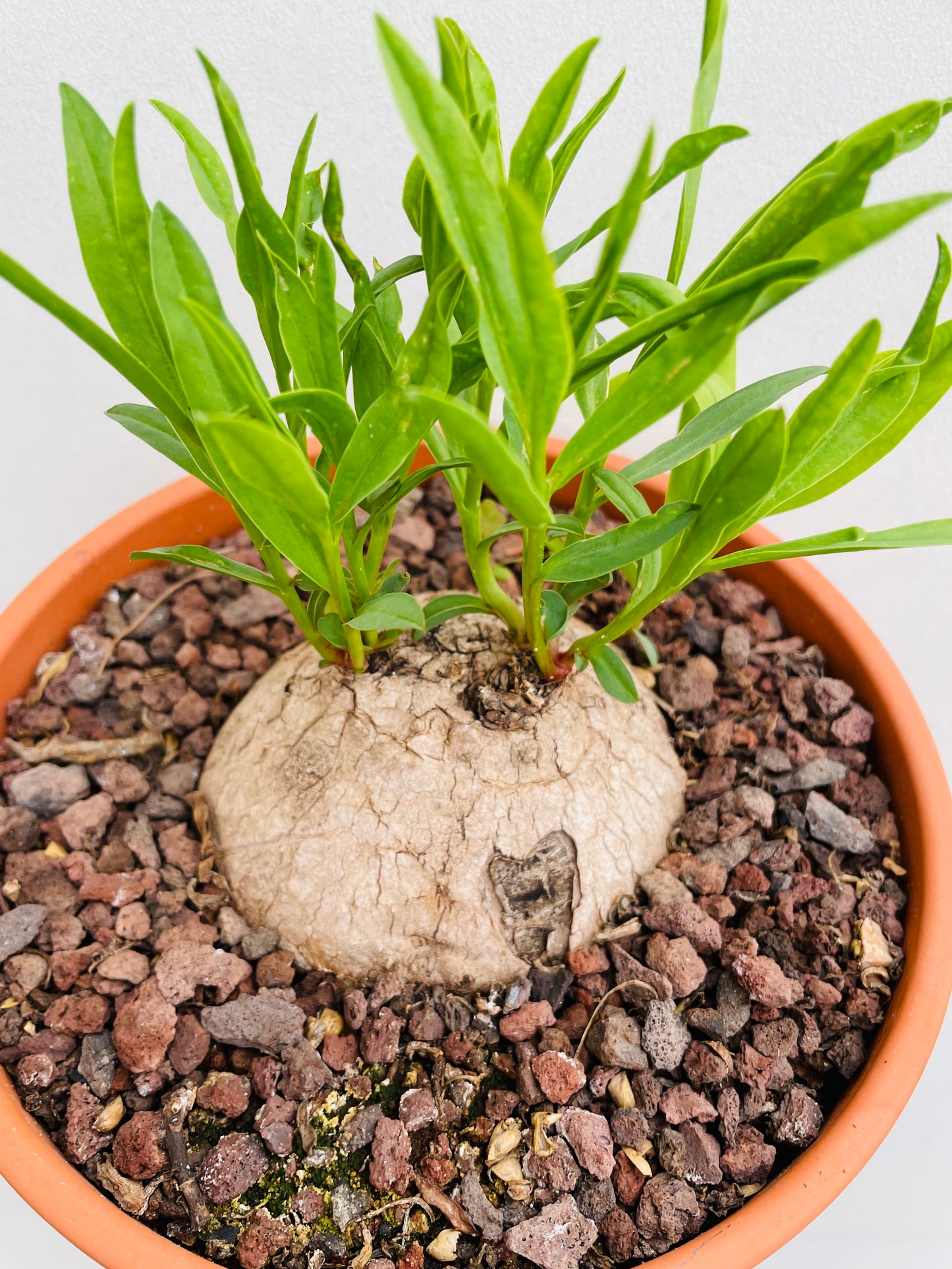 Bilde av Euphorbia trichadenia-Spanne Plantesalg