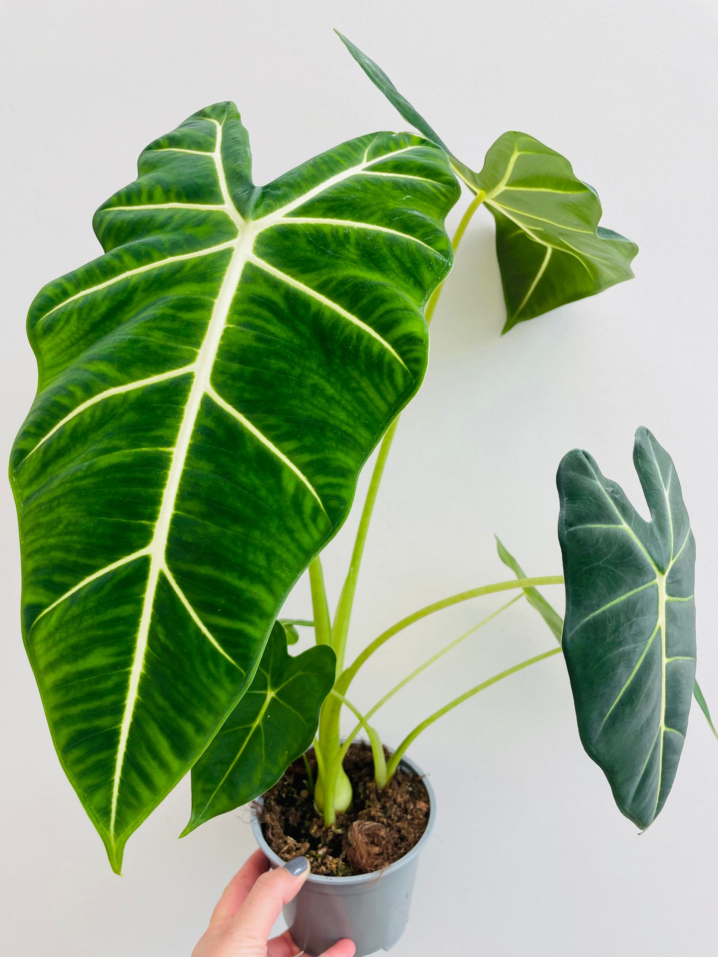 Bilde av Alocasia ‘Frydek’-Spanne Plantesalg
