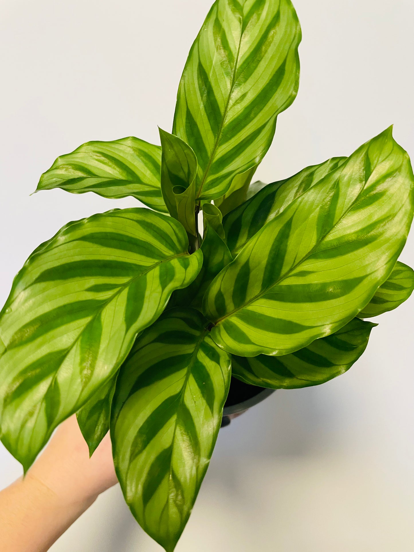 Bilde av Calathea ‘Freddie’-Spanne Plantesalg